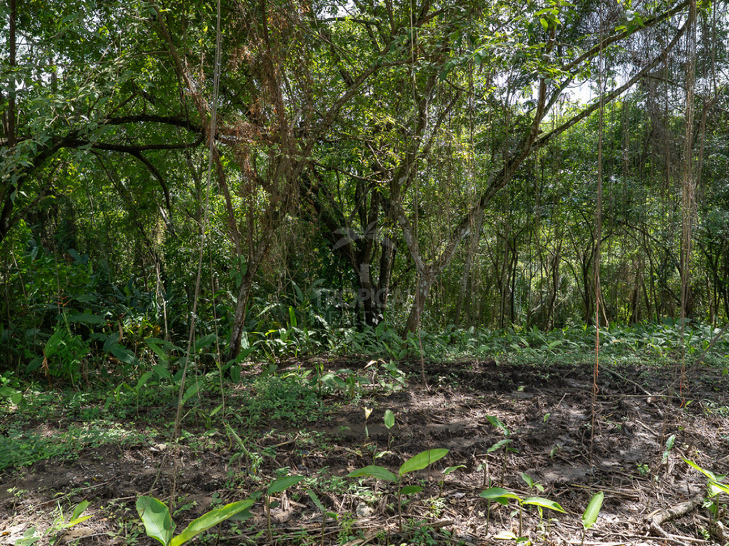 Commercial and Tourism Lot in Cabuya – Visibility, Nature, and Growth Potential