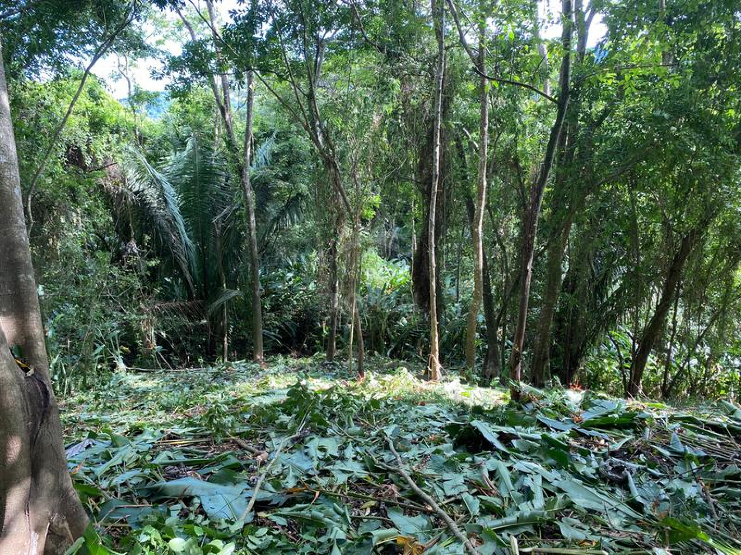 Strategic Commercial Lot in Cabuya – High Visibility and Outstanding Development Potential