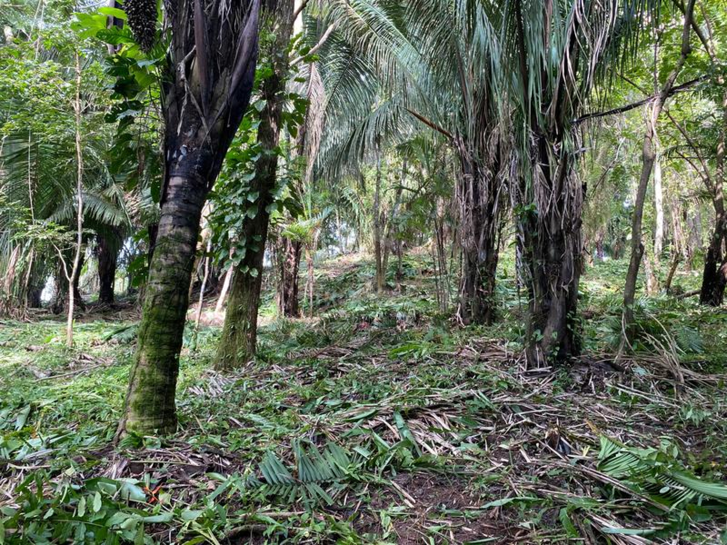 Strategic Commercial Lot in Cabuya – High Visibility and Outstanding Development Potential