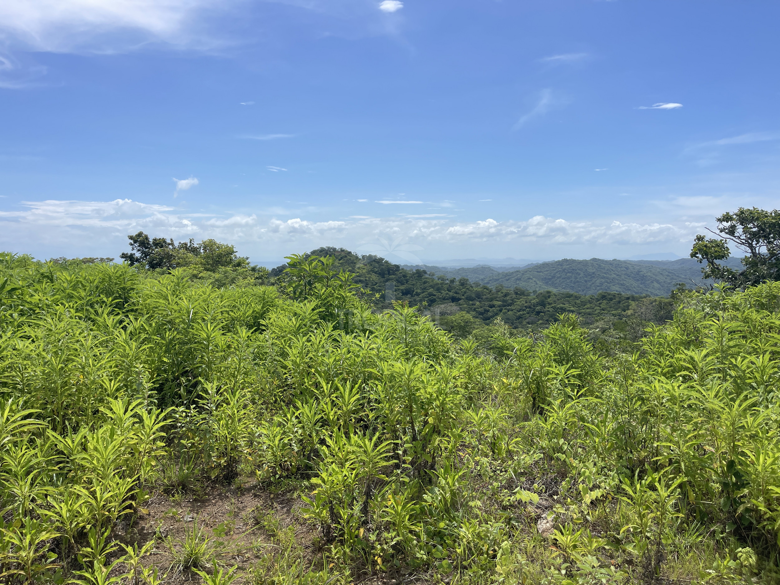 Nuevo Colon 1,24 acres - 5000m2 Estate with Panoramic Ocean Views in Guanacaste