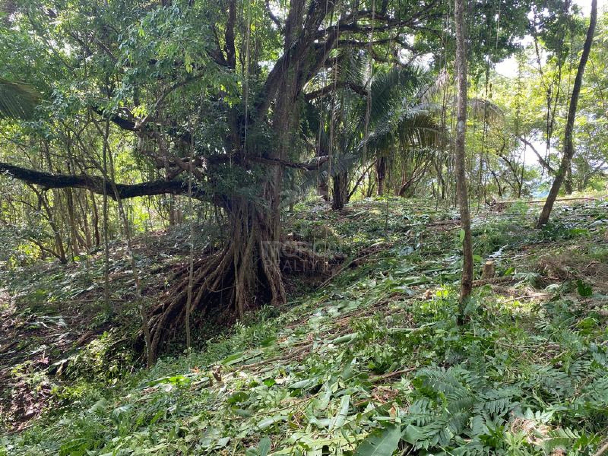 Strategic Commercial Lot in Cabuya – High Visibility and Outstanding Development Potential