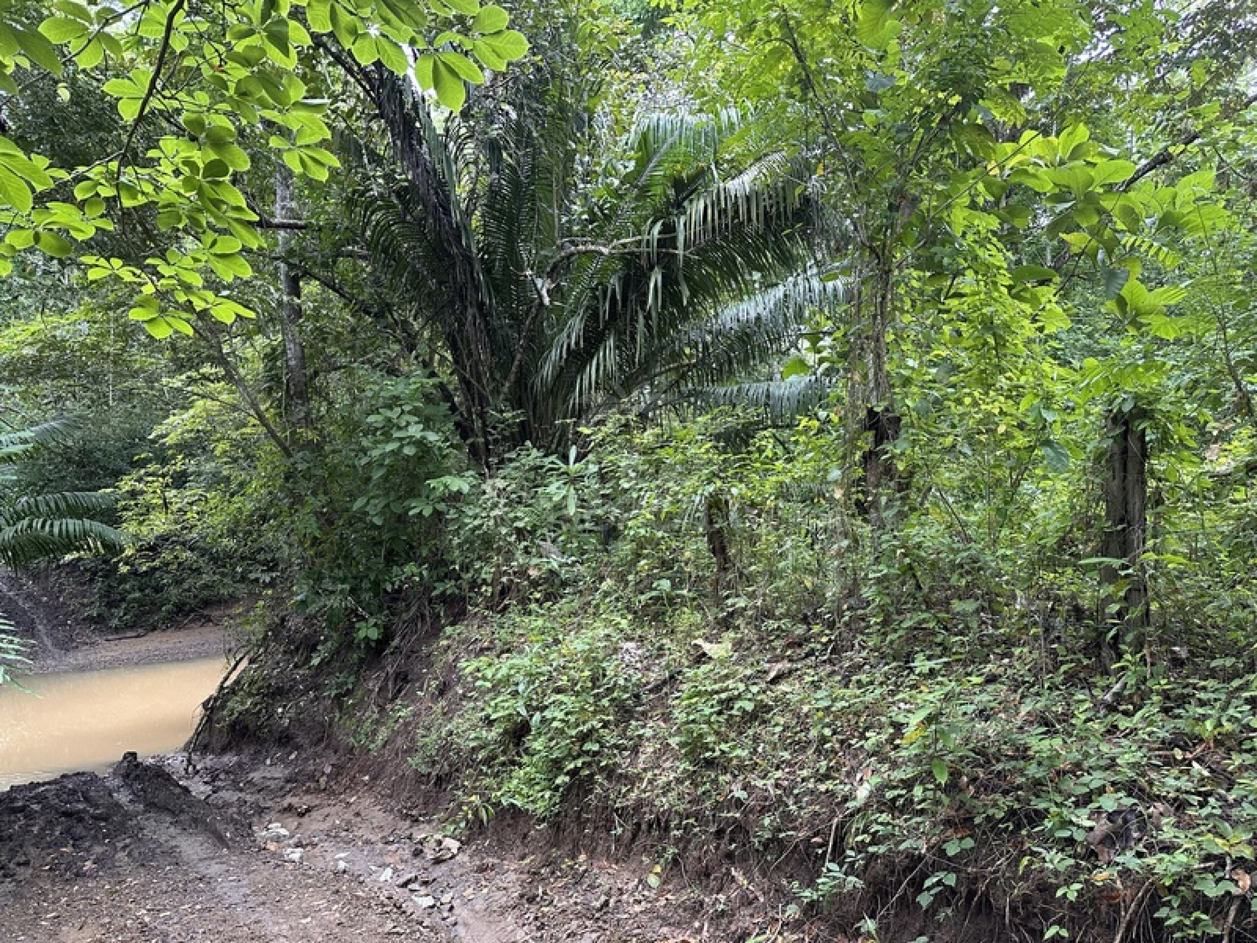 Exclusive Riverfront Lot Near the Beach in Manzanillo, Costa Rica