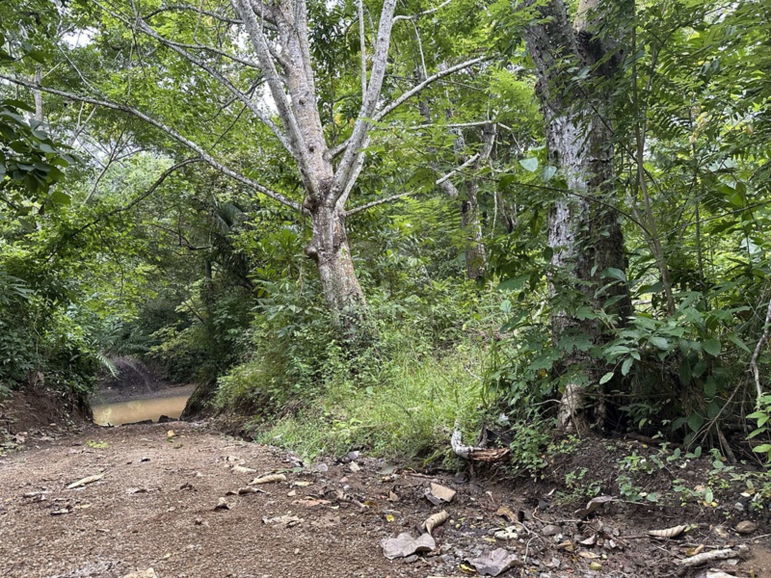 Exclusive Riverfront Lot Near the Beach in Manzanillo, Costa Rica