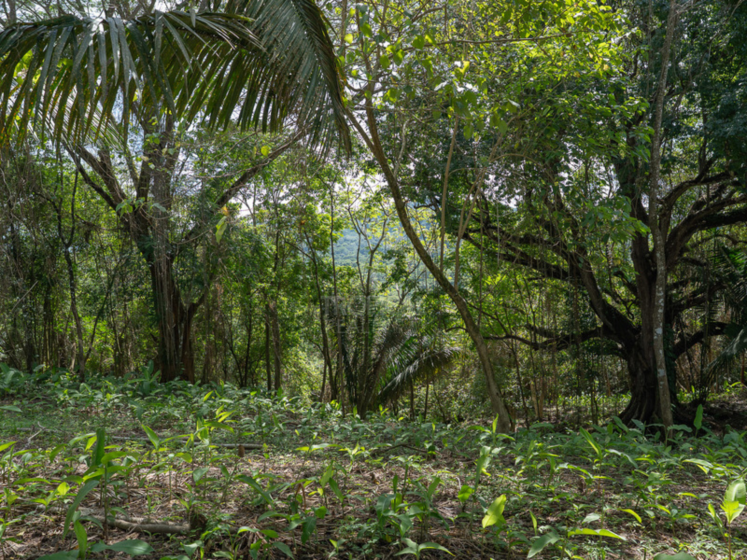 Commercial and Tourism Lot in Cabuya – Visibility, Nature, and Growth Potential