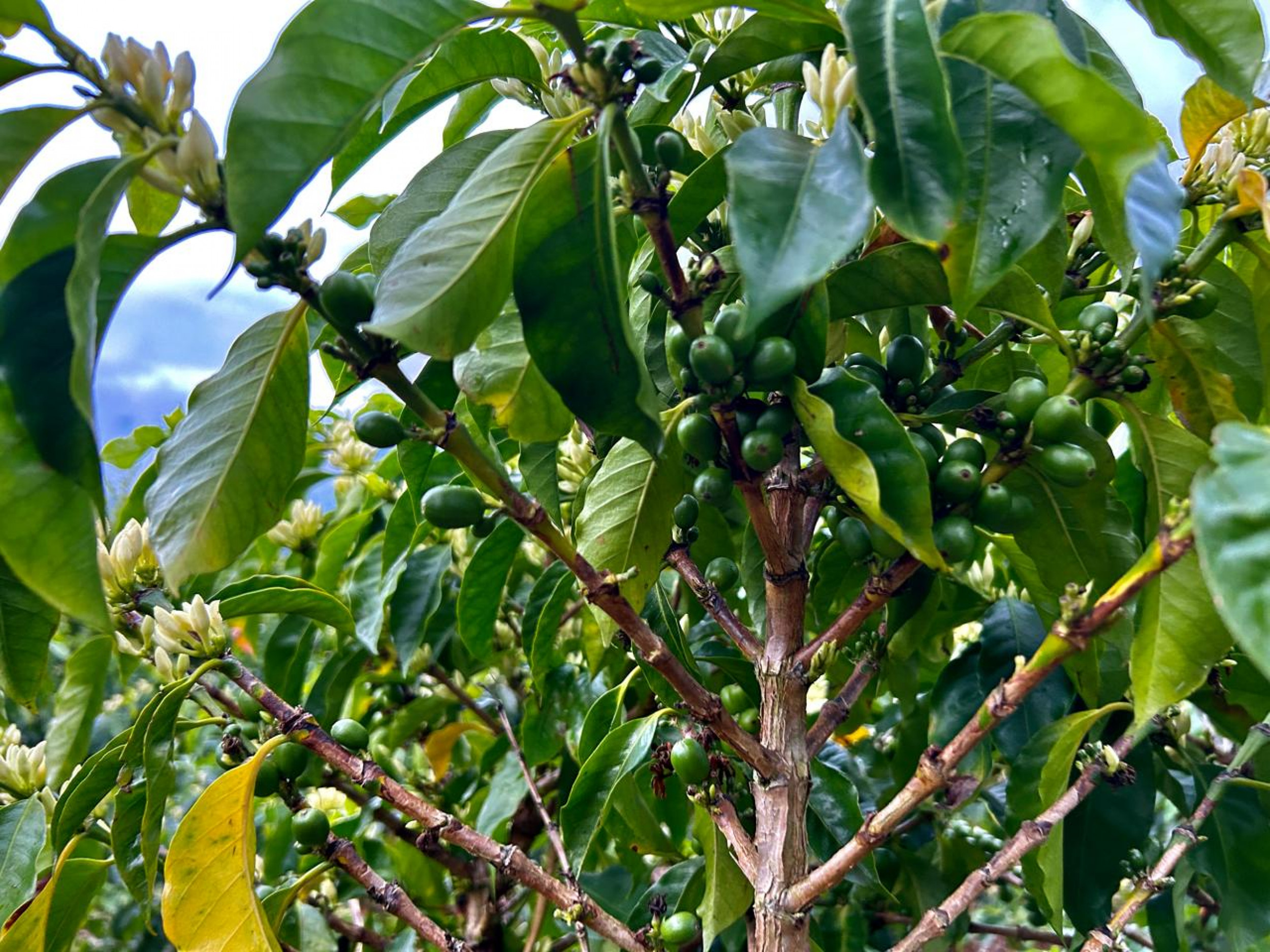 Coffe farm for Sale in Copey de Dota