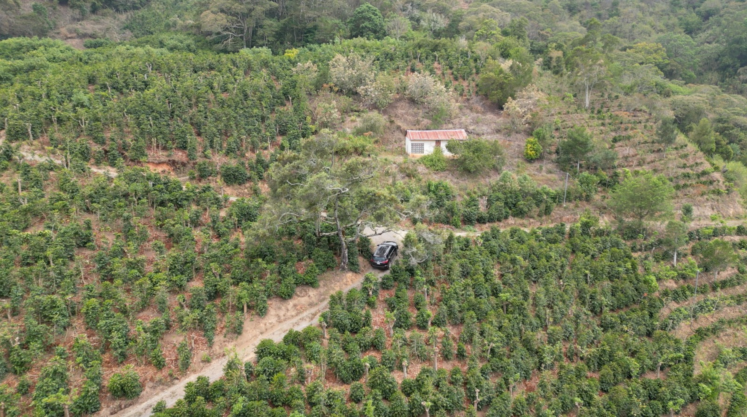 Coffe farm for Sale in Copey de Dota