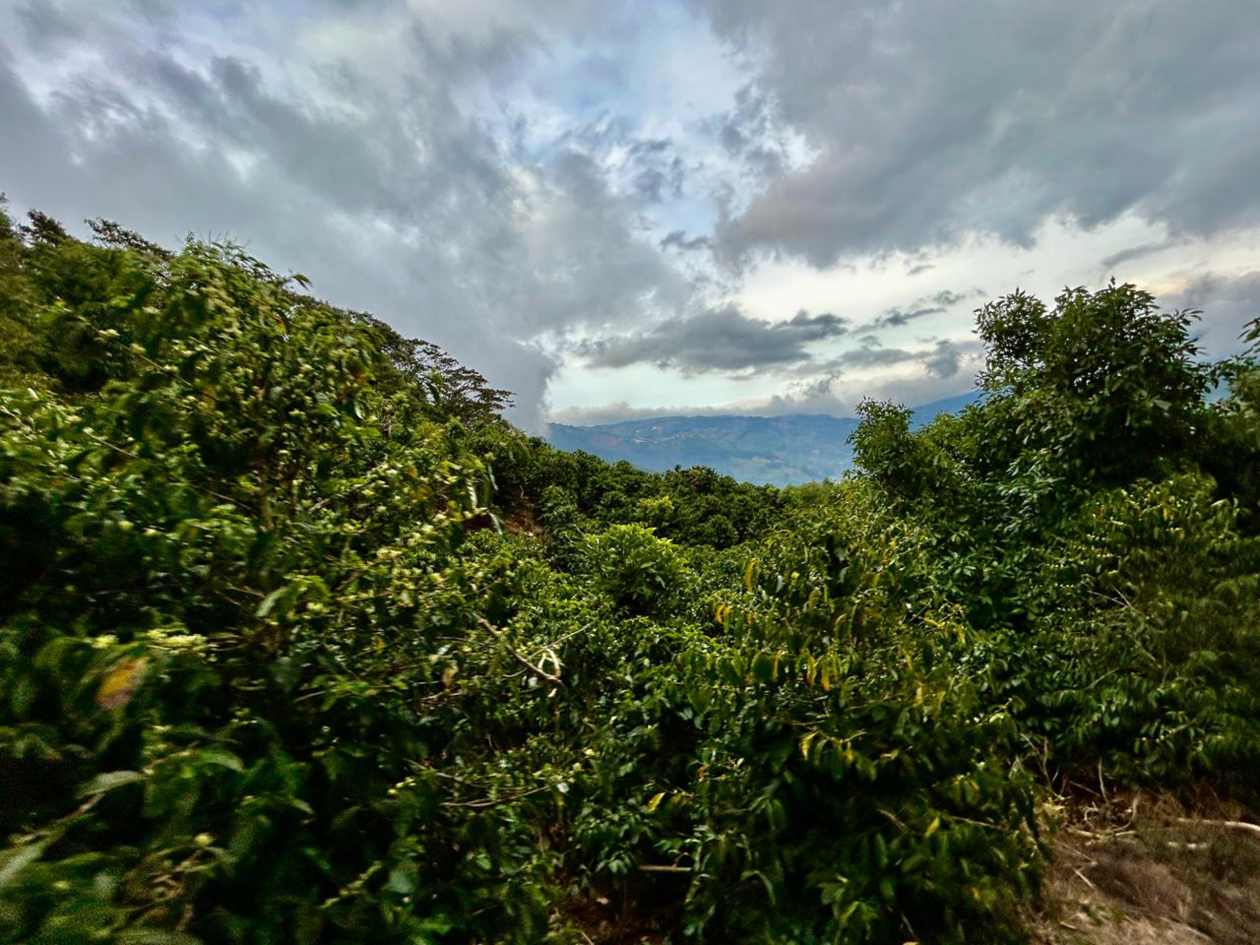 Coffe farm for Sale in Copey de Dota