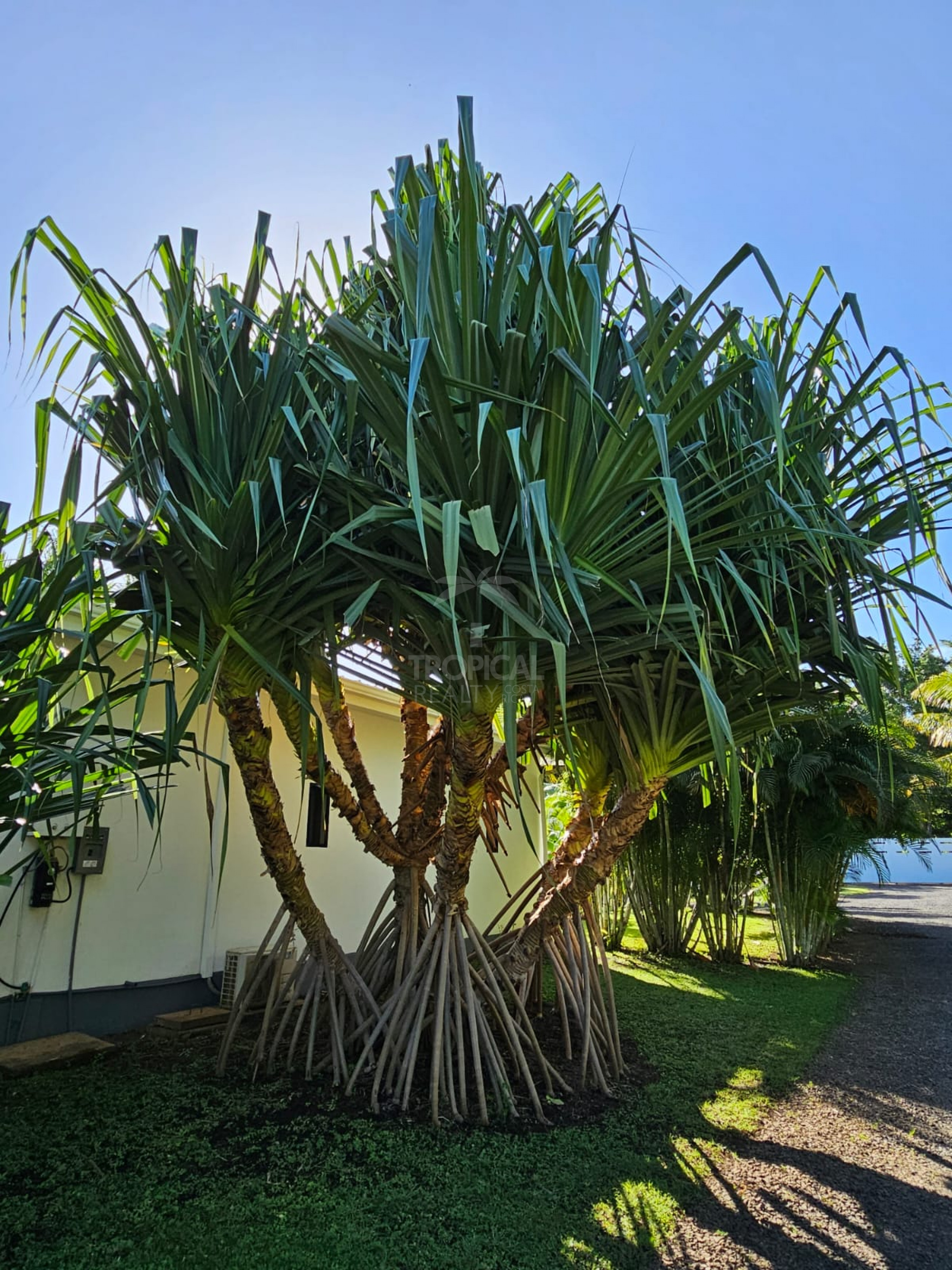 Luxury Bed & Breakfast Estate for Sale Near Playa Tamarindo – Prime Investment Opportunity