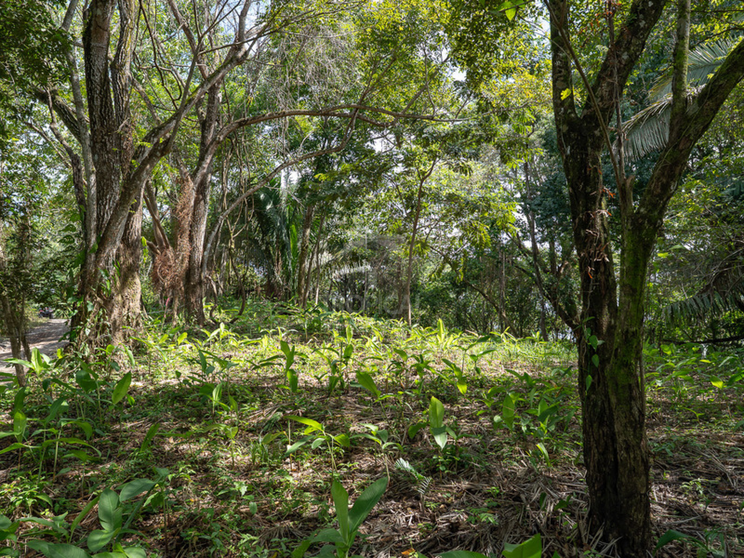 Commercial and Tourism Lot in Cabuya – Visibility, Nature, and Growth Potential