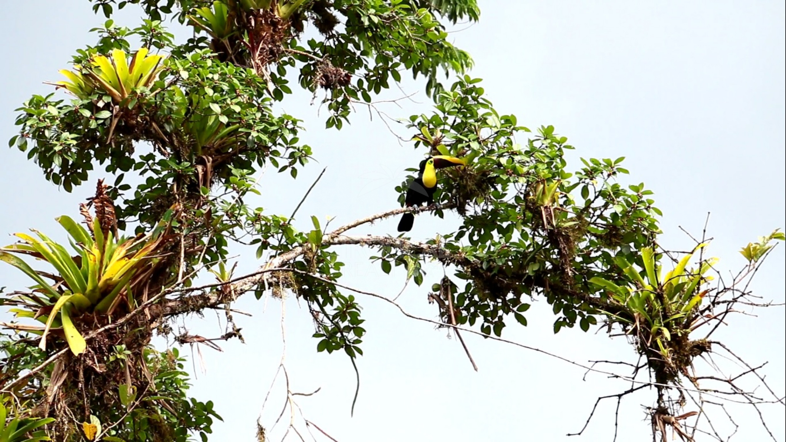 For Sale: Nature Lover’s Paradise in Sarapiquí – 24.7 Acres with Two Rivers | Bijagual, Heredia