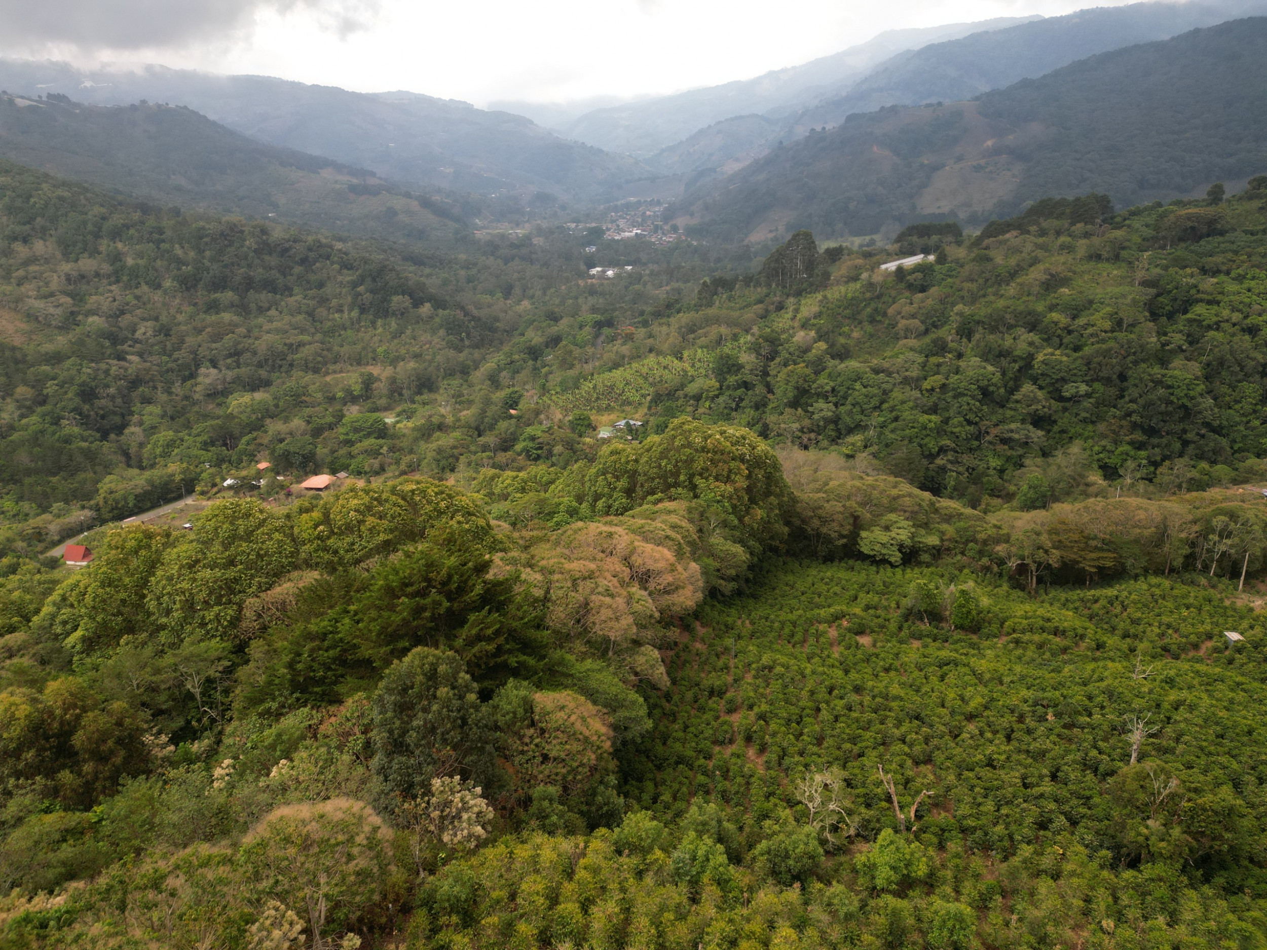 Coffe farm for Sale in Copey de Dota