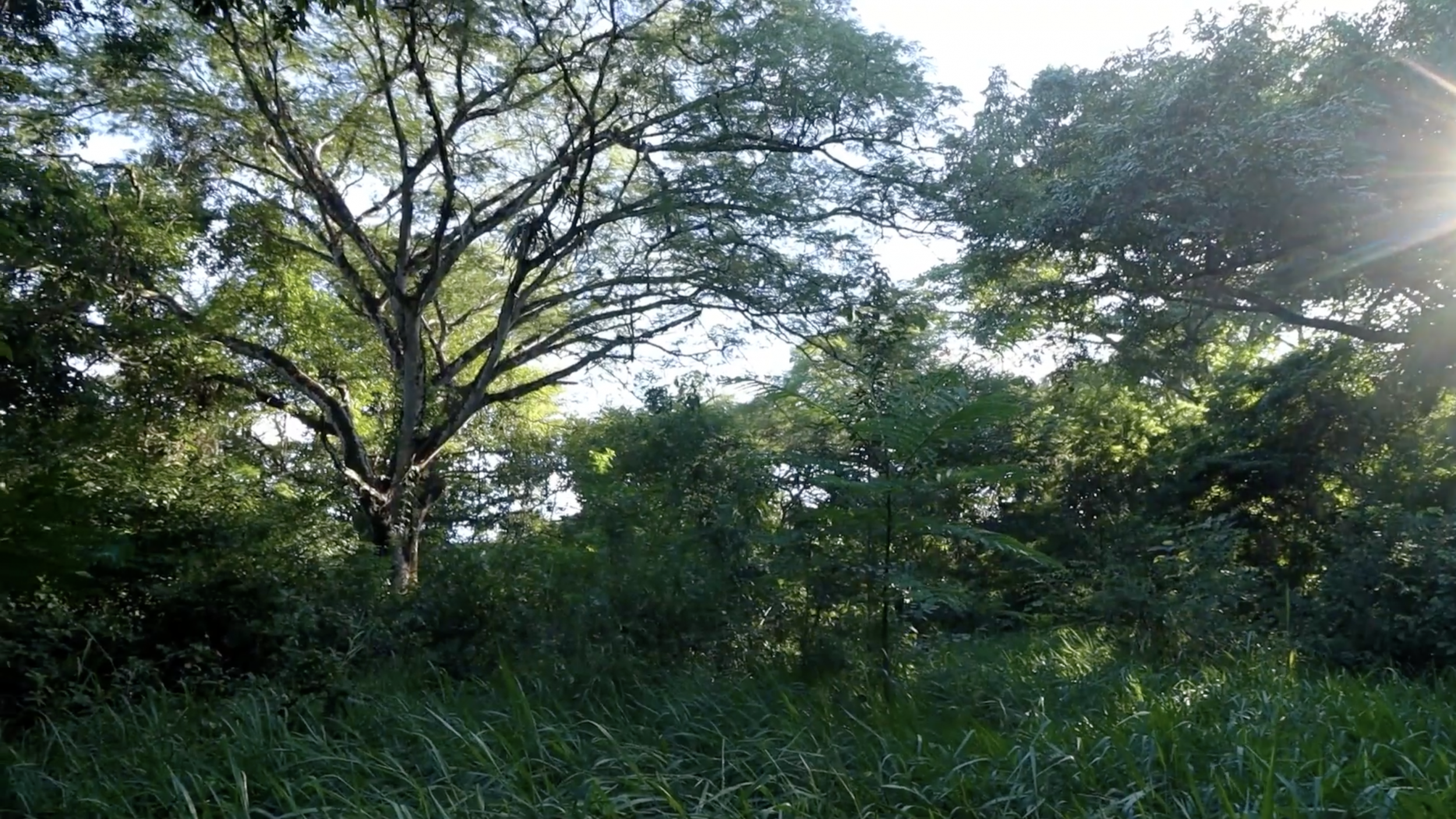 4.5-Hectare (11.27-Acre) Land for Sale in Curime, Nicoya | Rivers, Main Road Frontage & Blue Zone Living