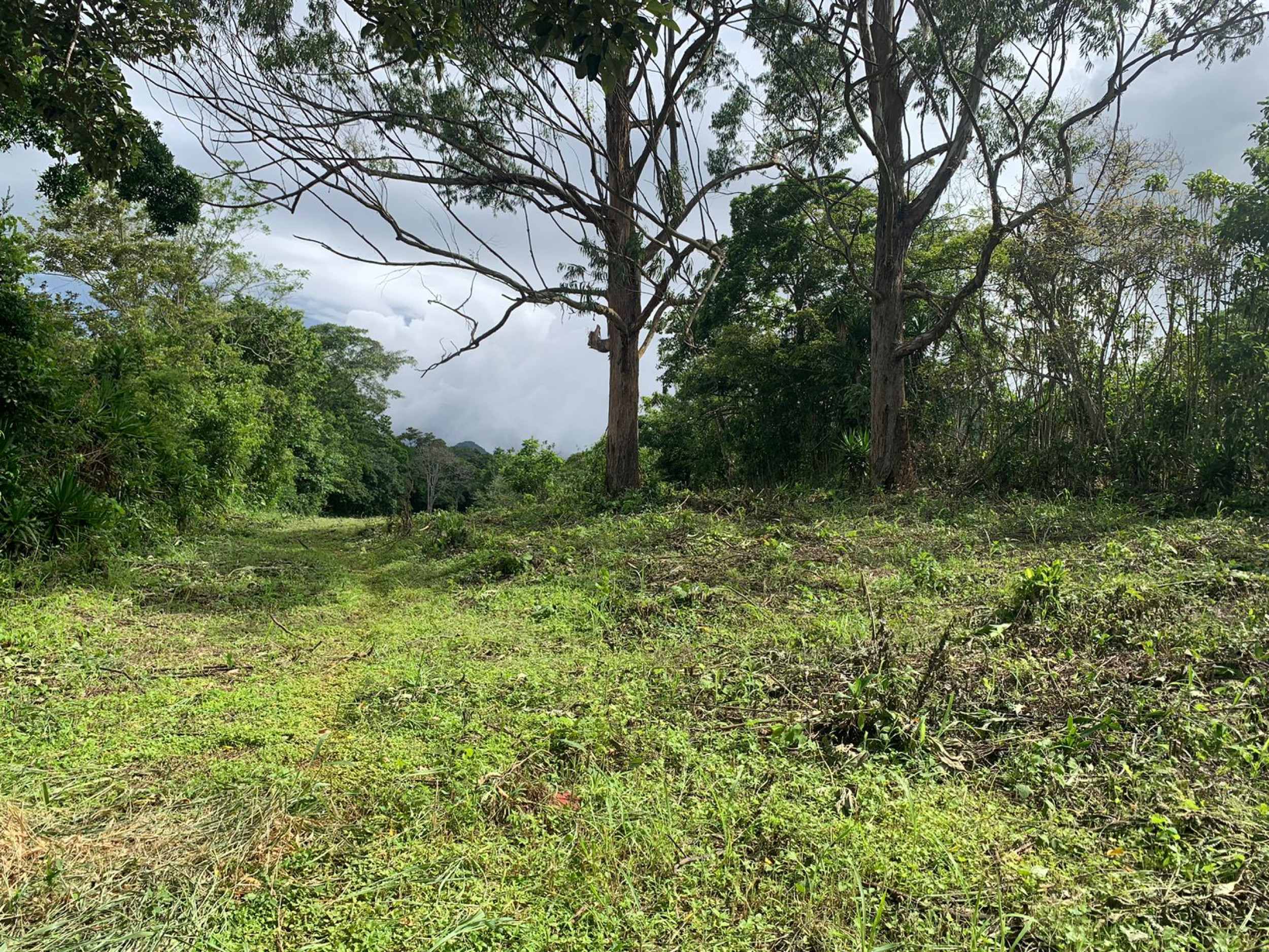 Multi-Use Land in Palmares: Ideal for Investment!