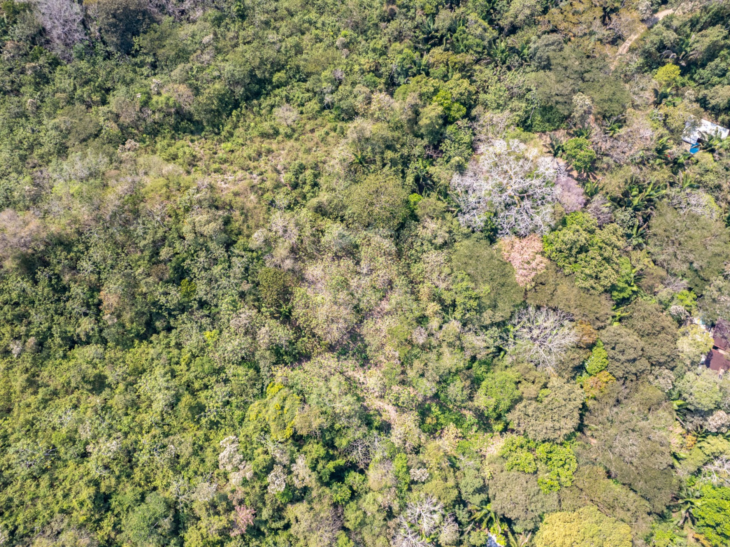 5,328 m² Lot in Santiago Surrounded by Nature – Minutes from Playa Hermosa & Santa Teresa