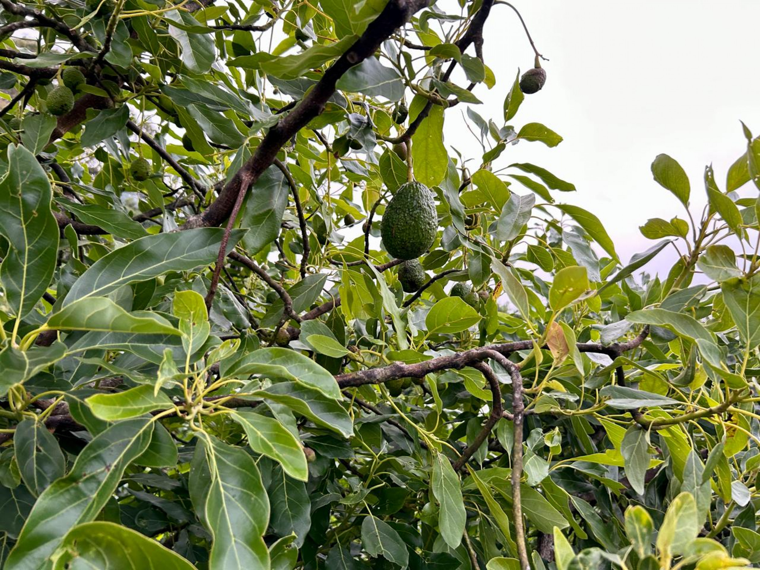 Coffe farm for Sale in Copey de Dota