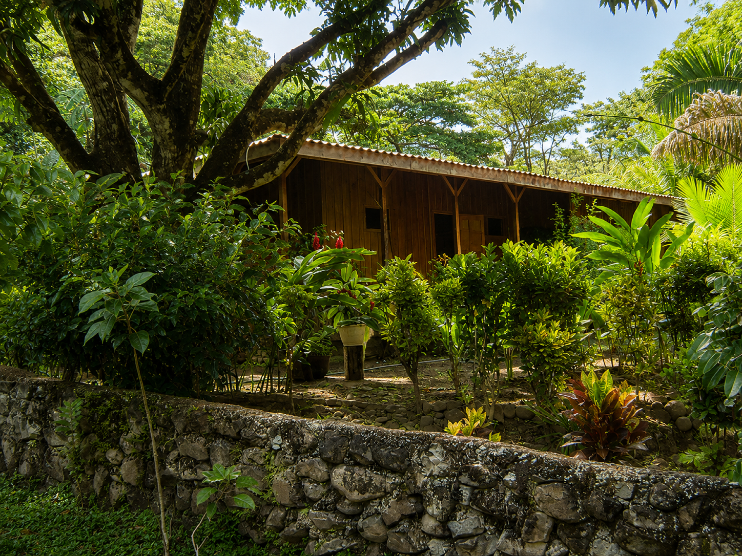 95-Acre Farm for Sale in Vainilla, Tambor – Nature, Agriculture & Development Opportunity