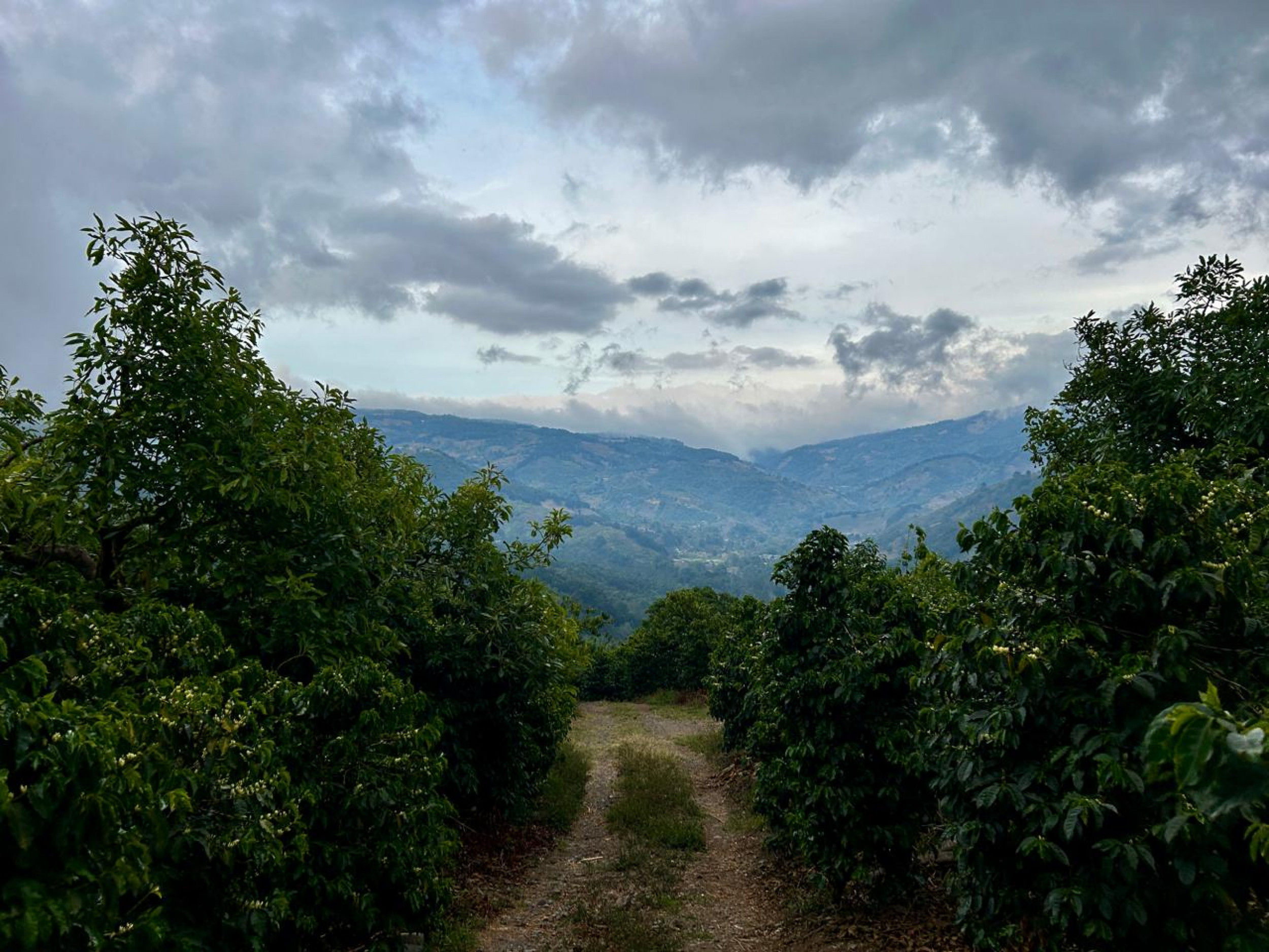 Coffe farm for Sale in Copey de Dota