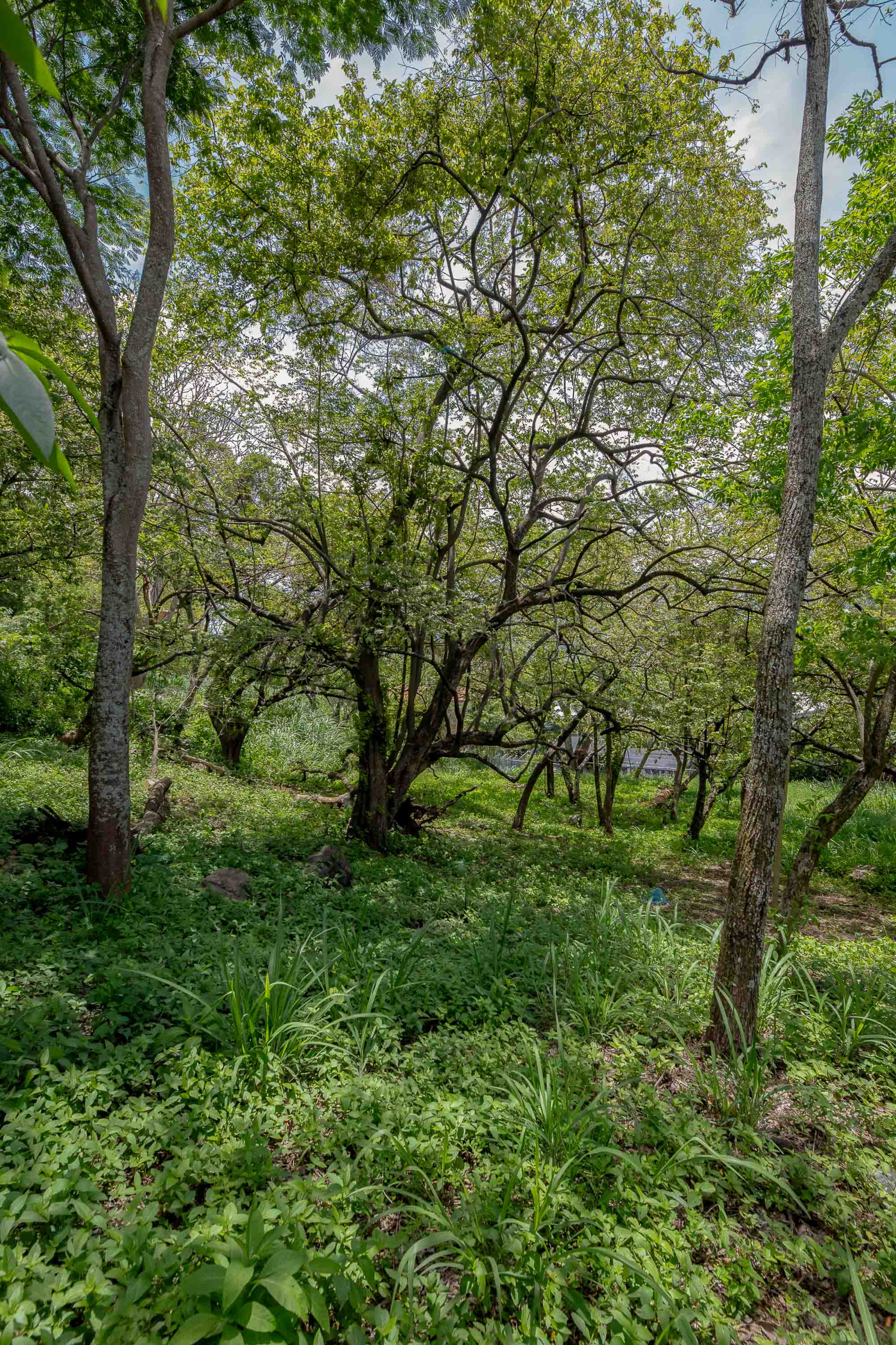 Residential Private Lush Lot in Rio Oro , Santa Ana