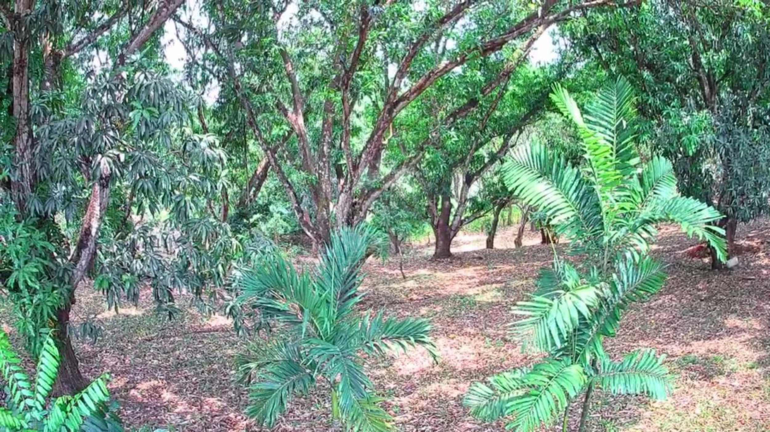 Strategic 1,312 m² Lot for Sale – Orotina, Alajuela | Frontage on Route 27