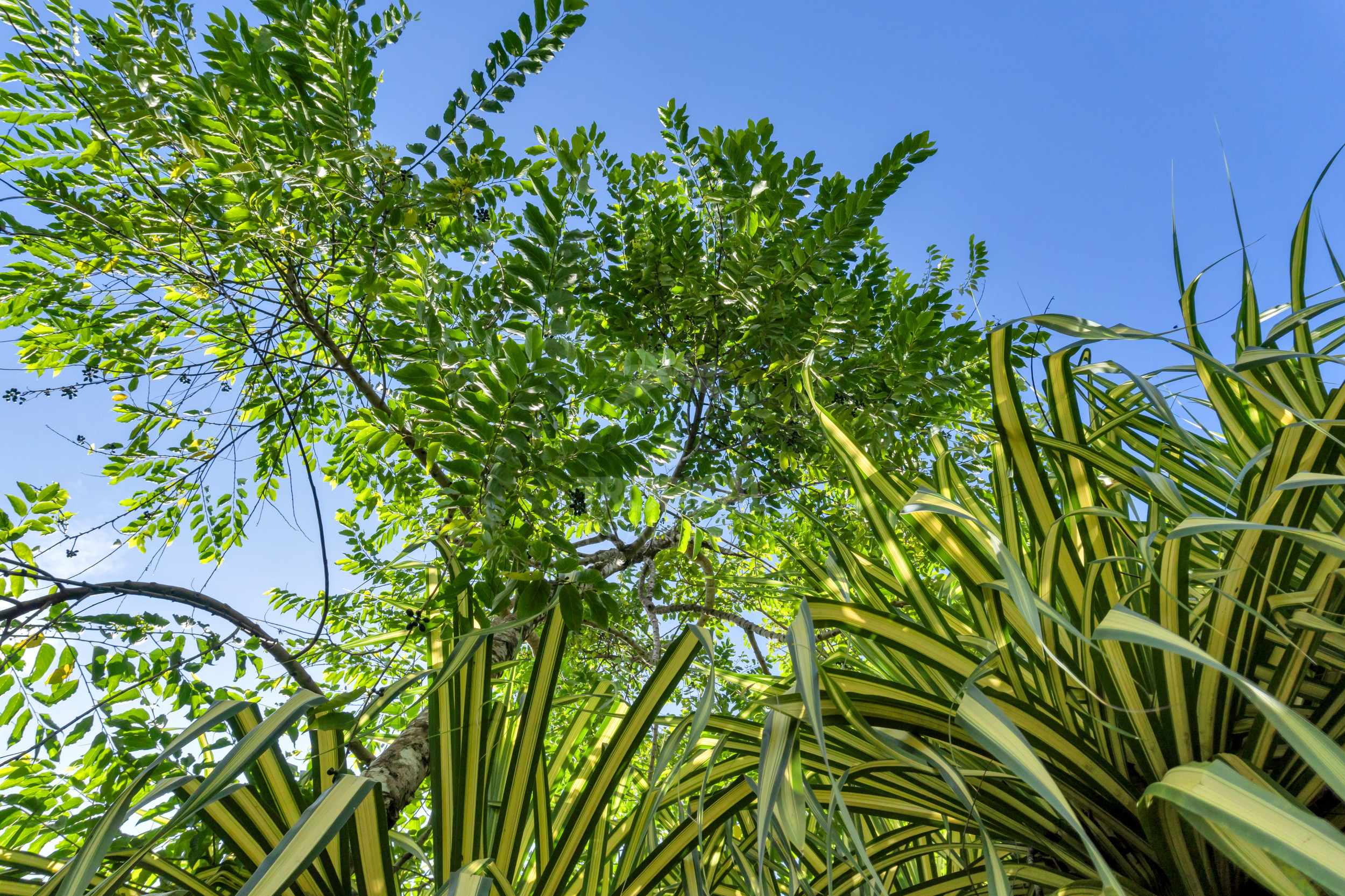 Modern Jungle Villa in Las Delicias – Santa Teresa
