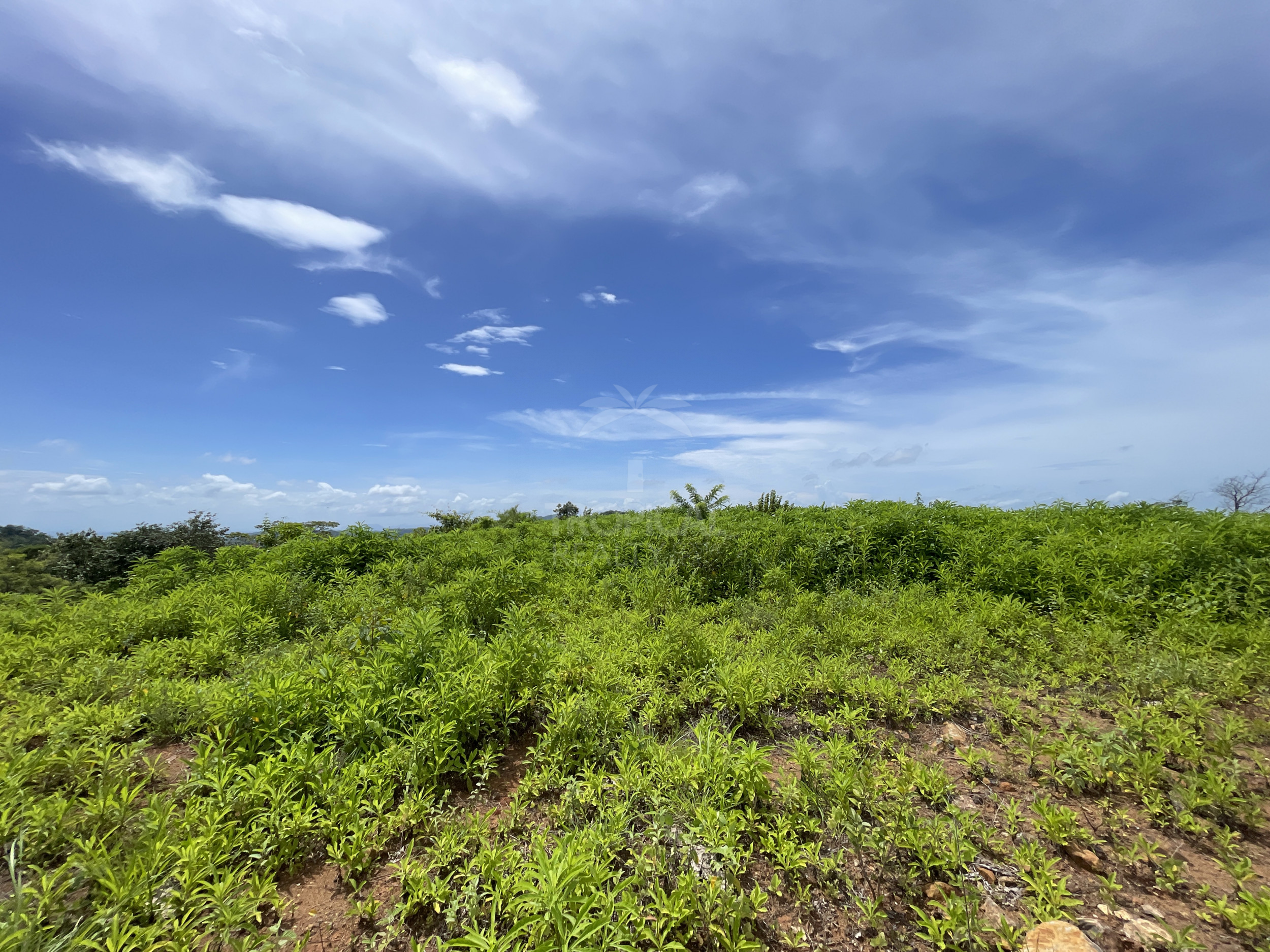 Nuevo Colon 1,24 acres - 5000m2 Estate with Panoramic Ocean Views in Guanacaste