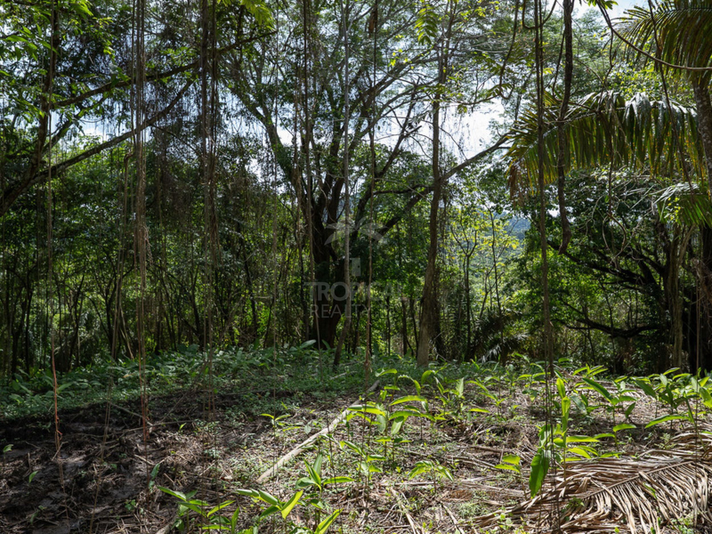 Commercial and Tourism Lot in Cabuya – Visibility, Nature, and Growth Potential