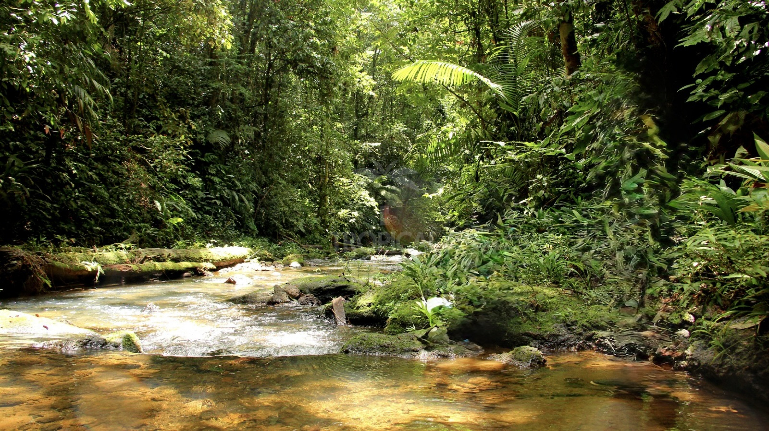 For Sale: Nature Lover’s Paradise in Sarapiquí – 24.7 Acres with Two Rivers | Bijagual, Heredia