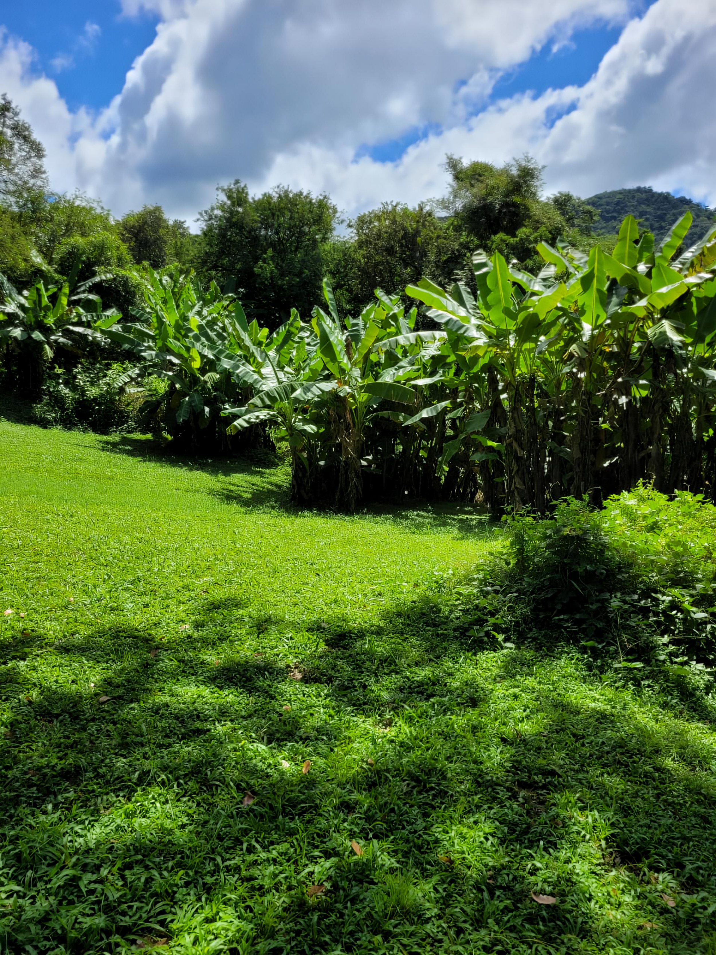 153-Hectare Ranch for Sale in Santa Cruz, Guanacaste – Natural Springs, Forest & Development Potential | $1,000,000