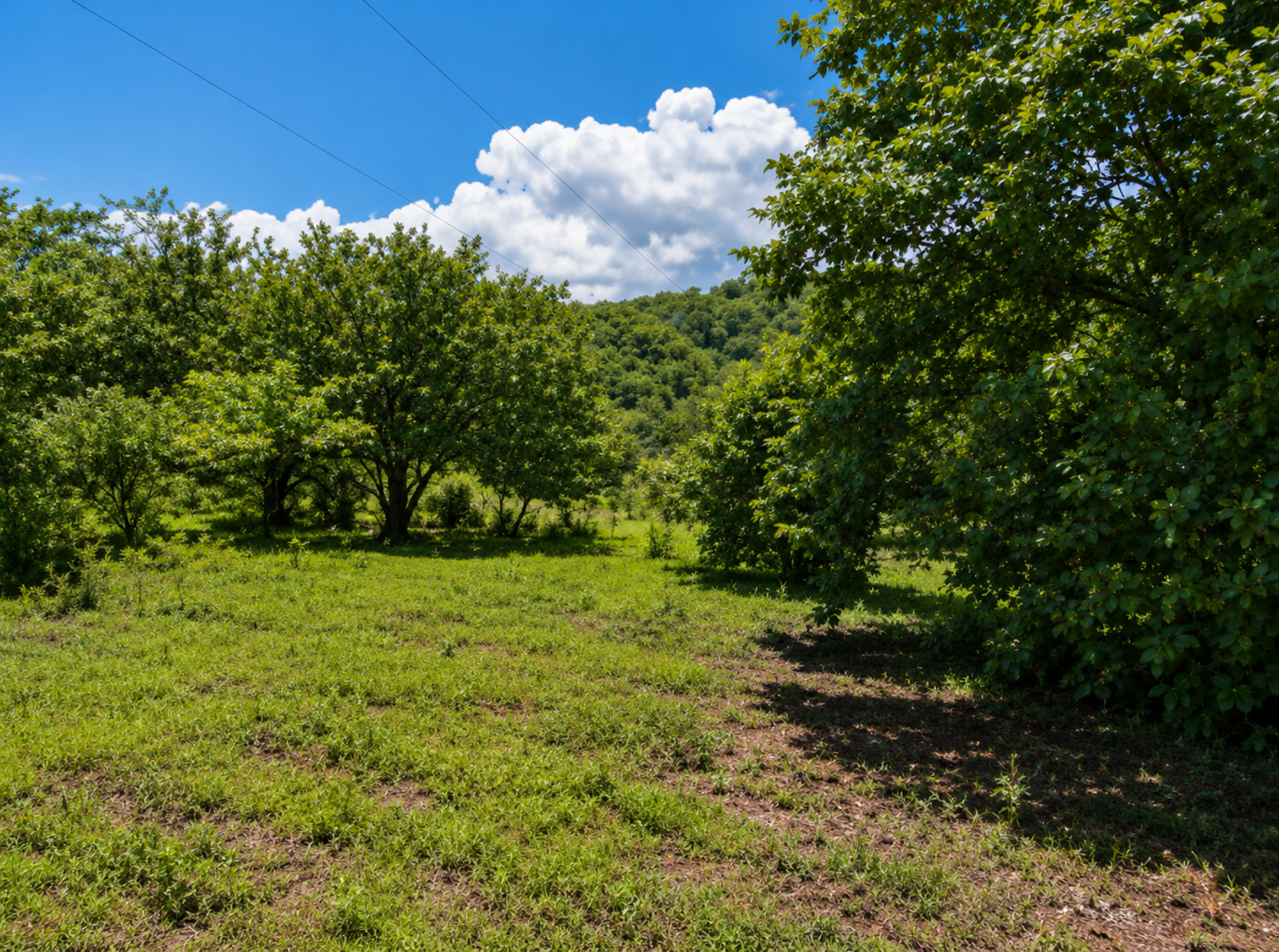Exclusive Land for Sale in Las Delicias, Cóbano | 15,046 m² Surrounded by Nature and Protected Forest