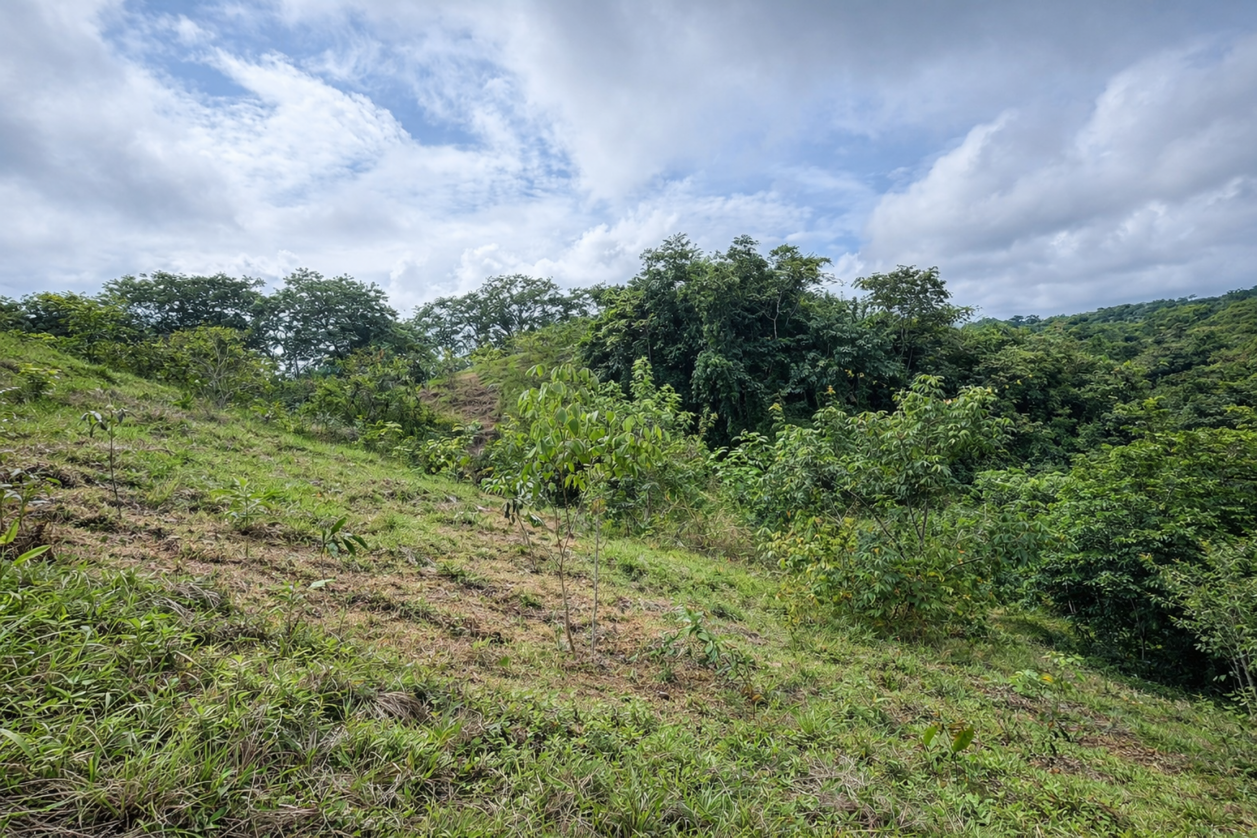 5,000 m² Lot in San Isidro – 5 Minutes from Playa Carmen
