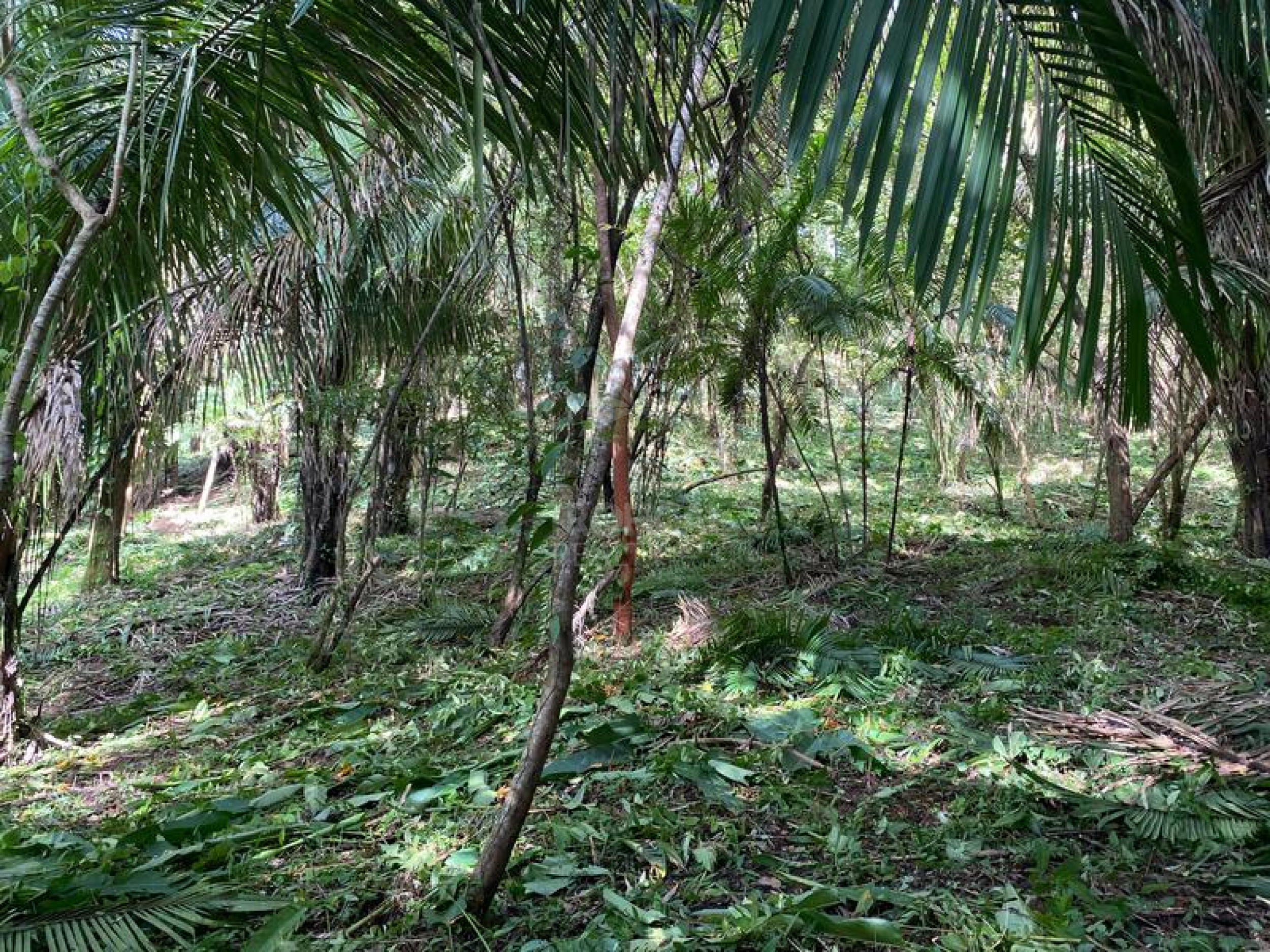 Strategic Commercial Lot in Cabuya – High Visibility and Outstanding Development Potential