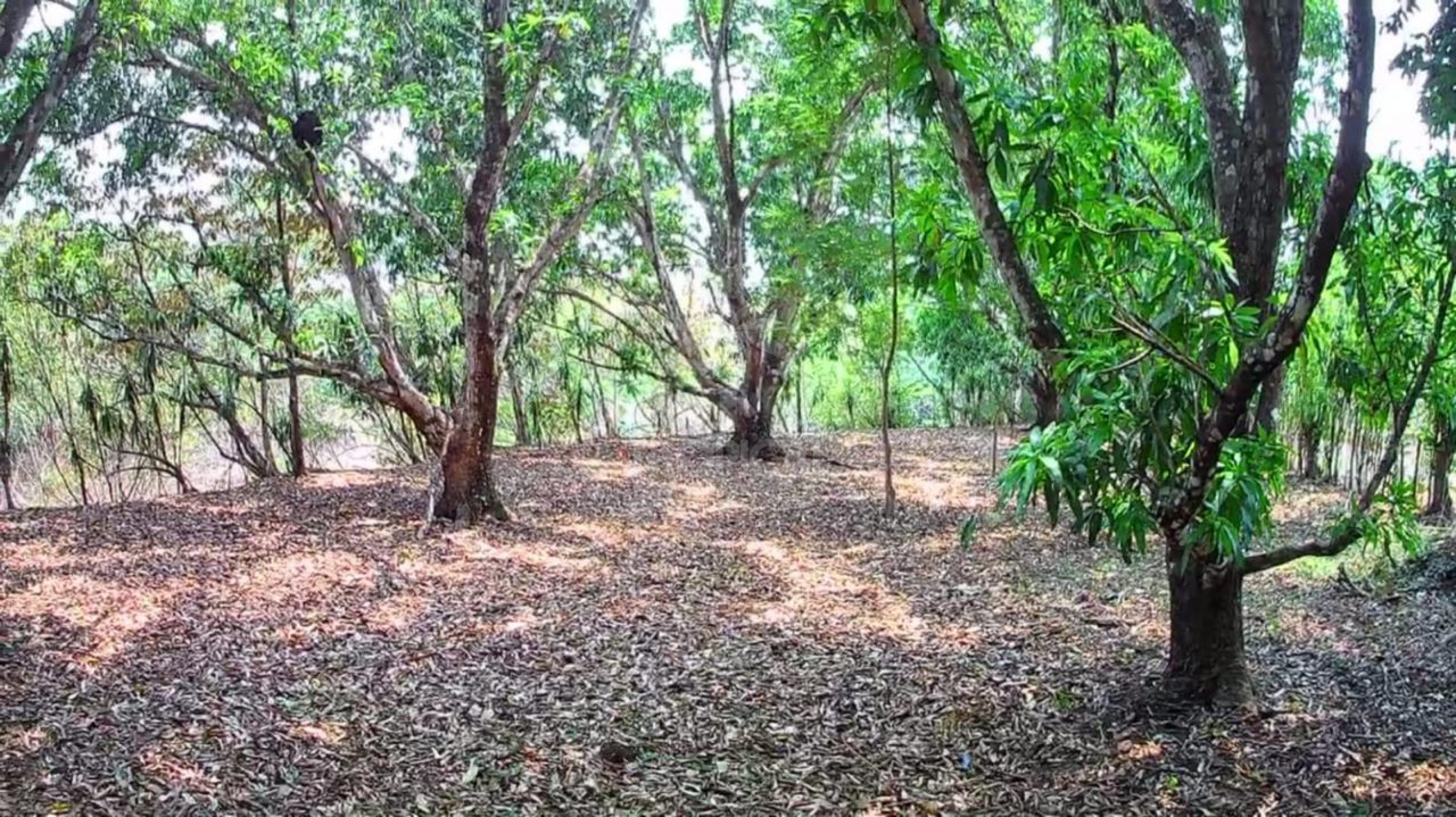 Strategic 1,312 m² Lot for Sale – Orotina, Alajuela | Frontage on Route 27