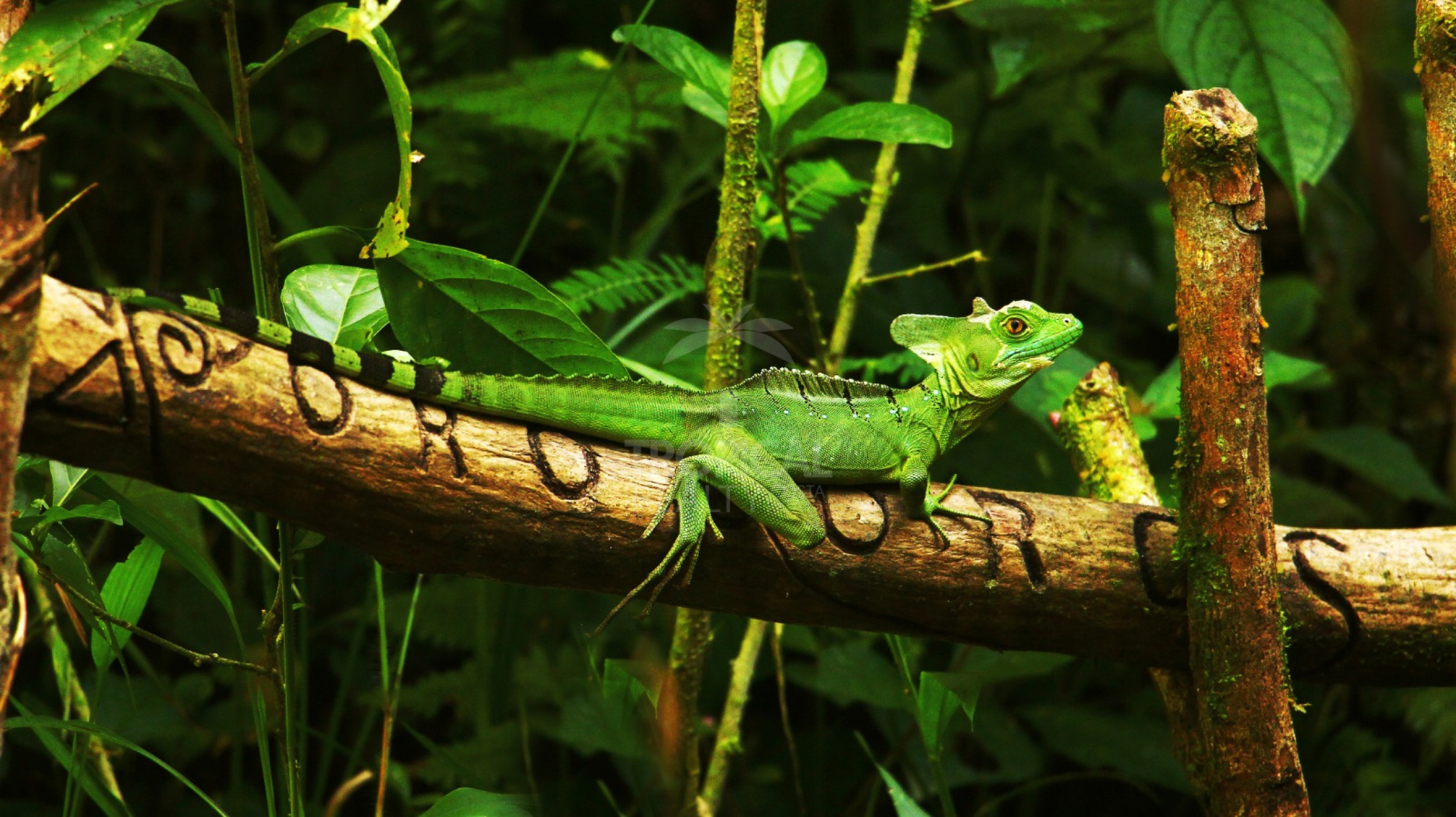 For Sale: Nature Lover’s Paradise in Sarapiquí – 24.7 Acres with Two Rivers | Bijagual, Heredia