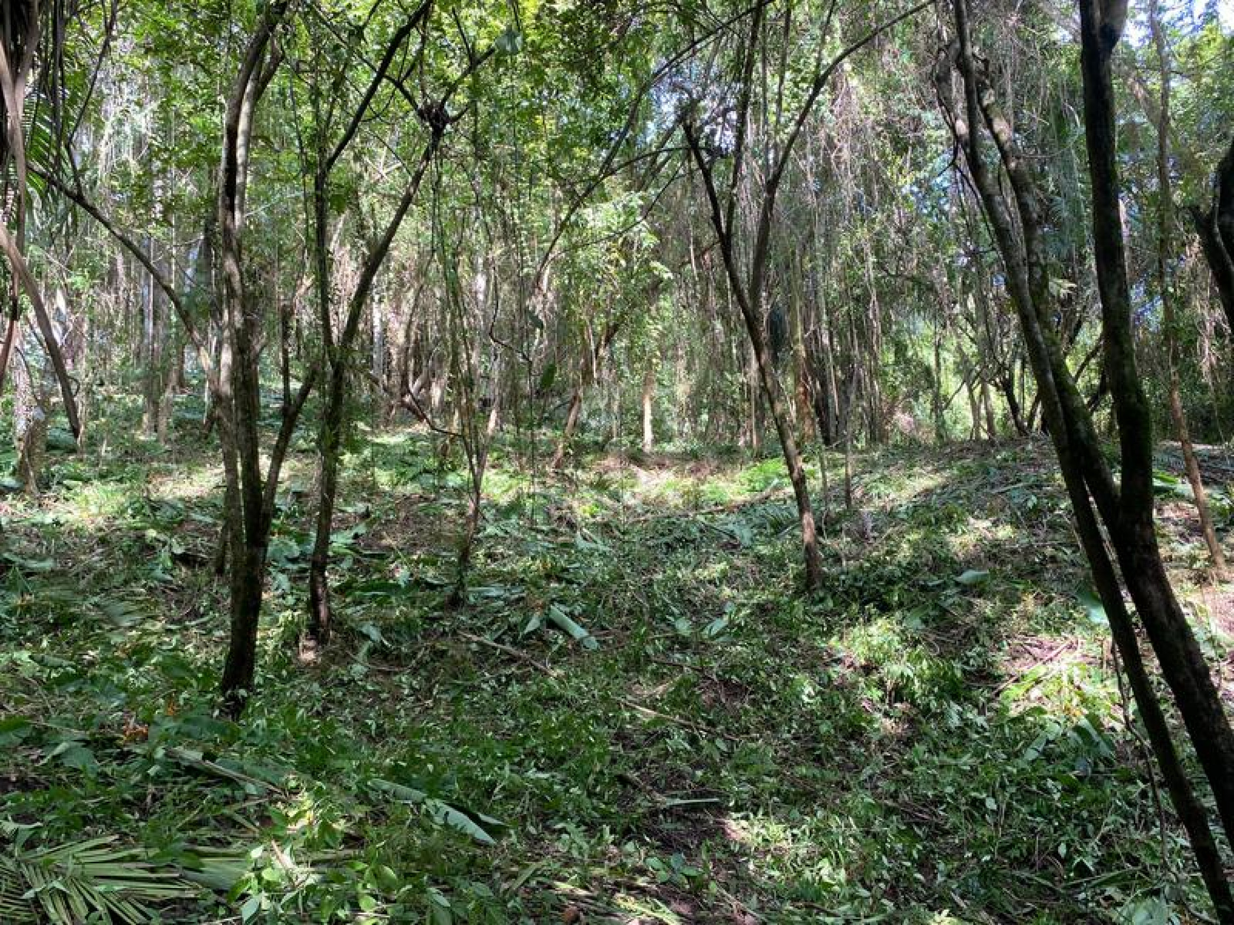 Strategic Commercial Lot in Cabuya – High Visibility and Outstanding Development Potential