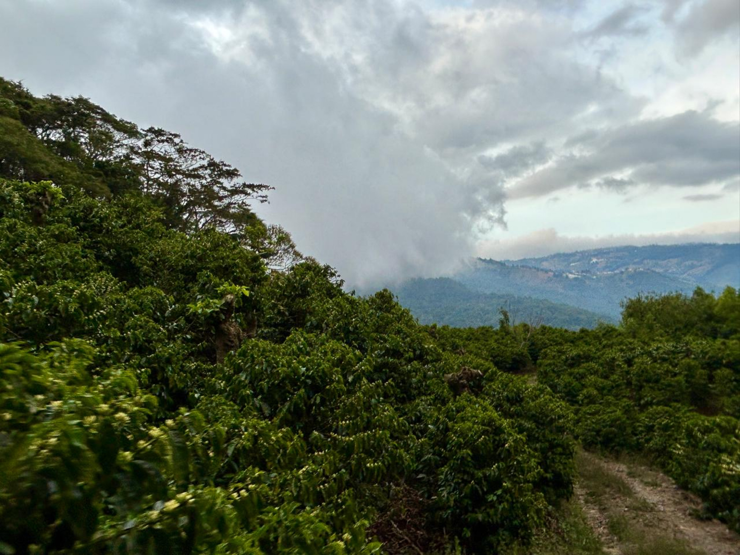 Coffe farm for Sale in Copey de Dota
