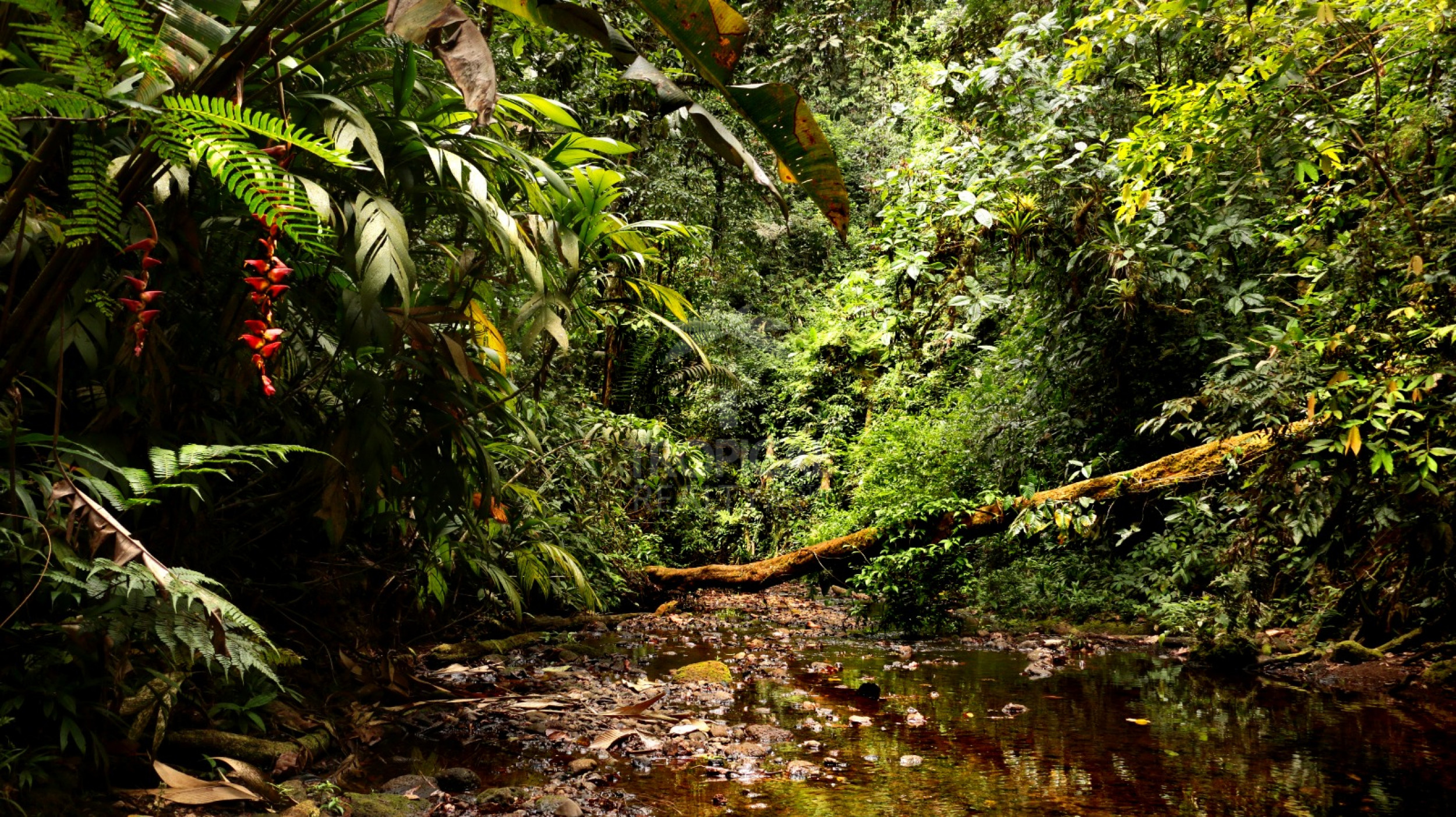 For Sale: Nature Lover’s Paradise in Sarapiquí – 24.7 Acres with Two Rivers | Bijagual, Heredia