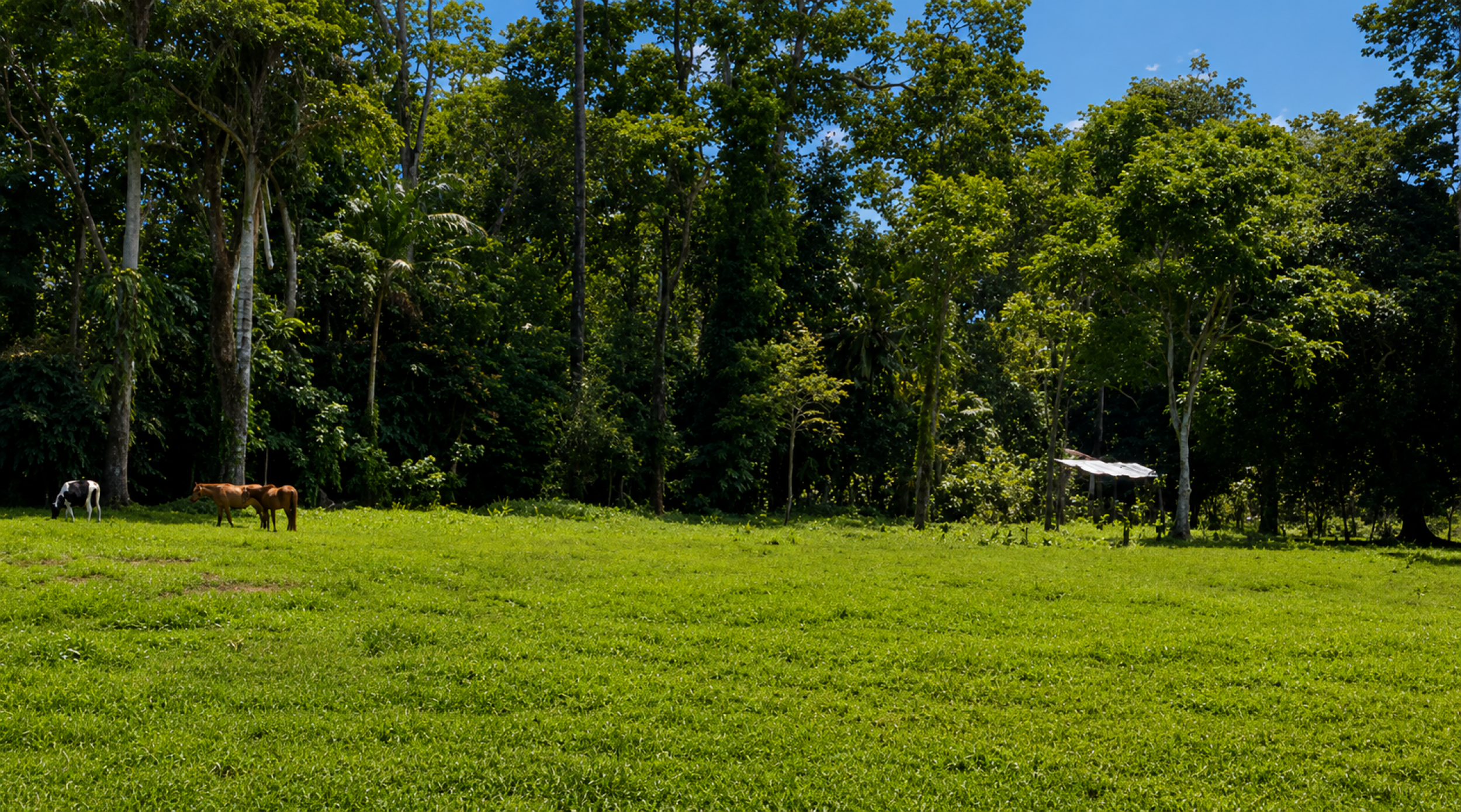 Large Development Property for Sale in Limón | 29.8 Hectares in Costa Rica’s Caribbean Region