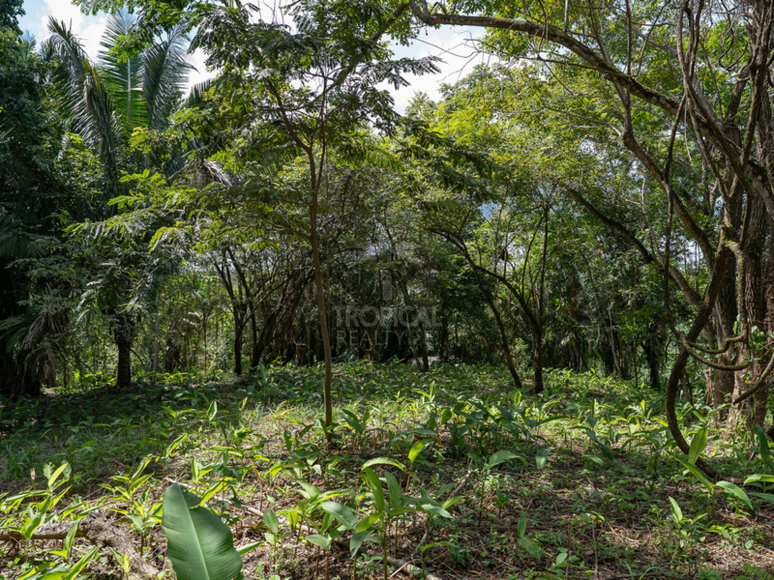 Commercial and Tourism Lot in Cabuya – Visibility, Nature, and Growth Potential