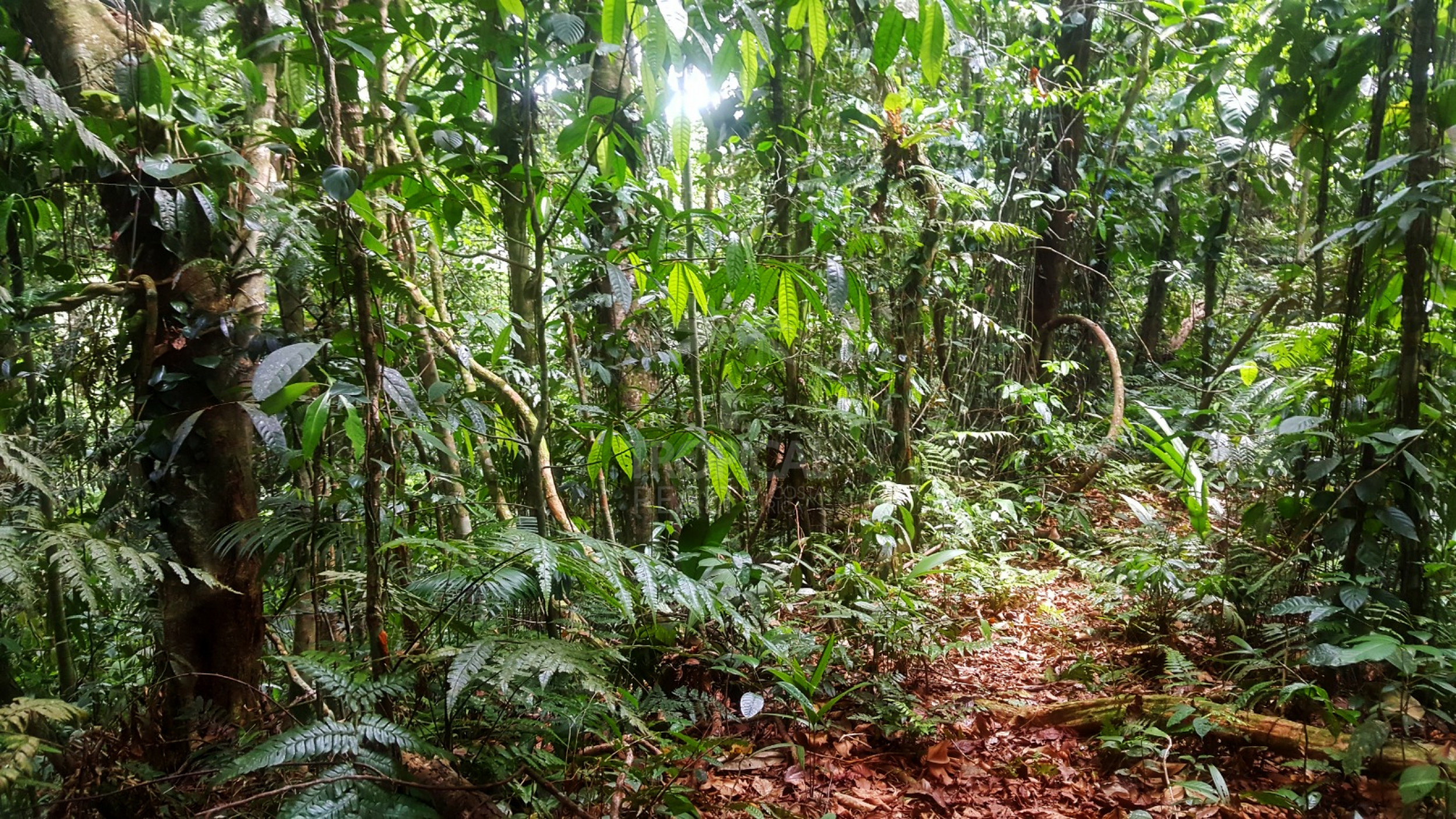 For Sale: Nature Lover’s Paradise in Sarapiquí – 24.7 Acres with Two Rivers | Bijagual, Heredia