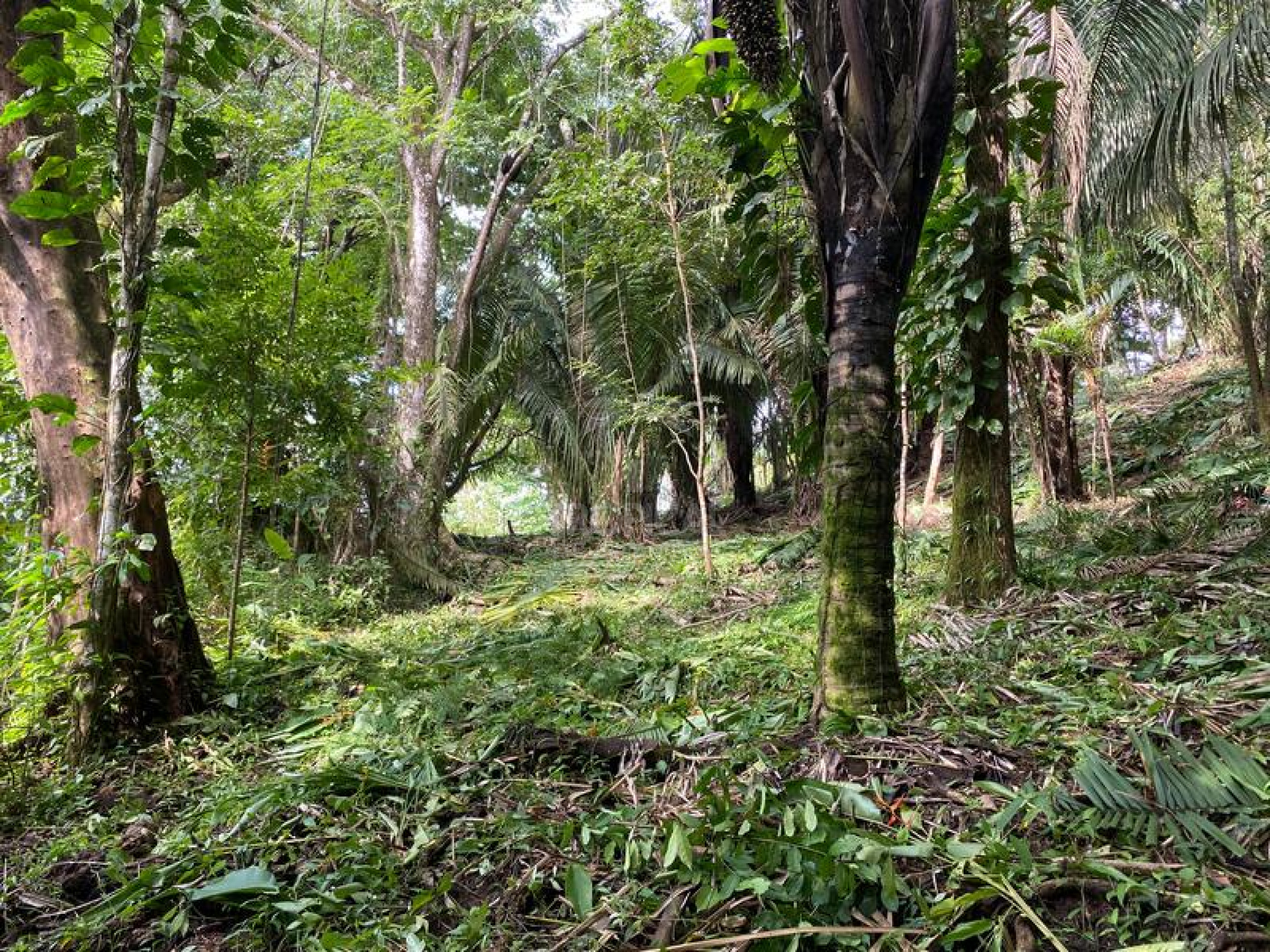 Strategic Commercial Lot in Cabuya – High Visibility and Outstanding Development Potential
