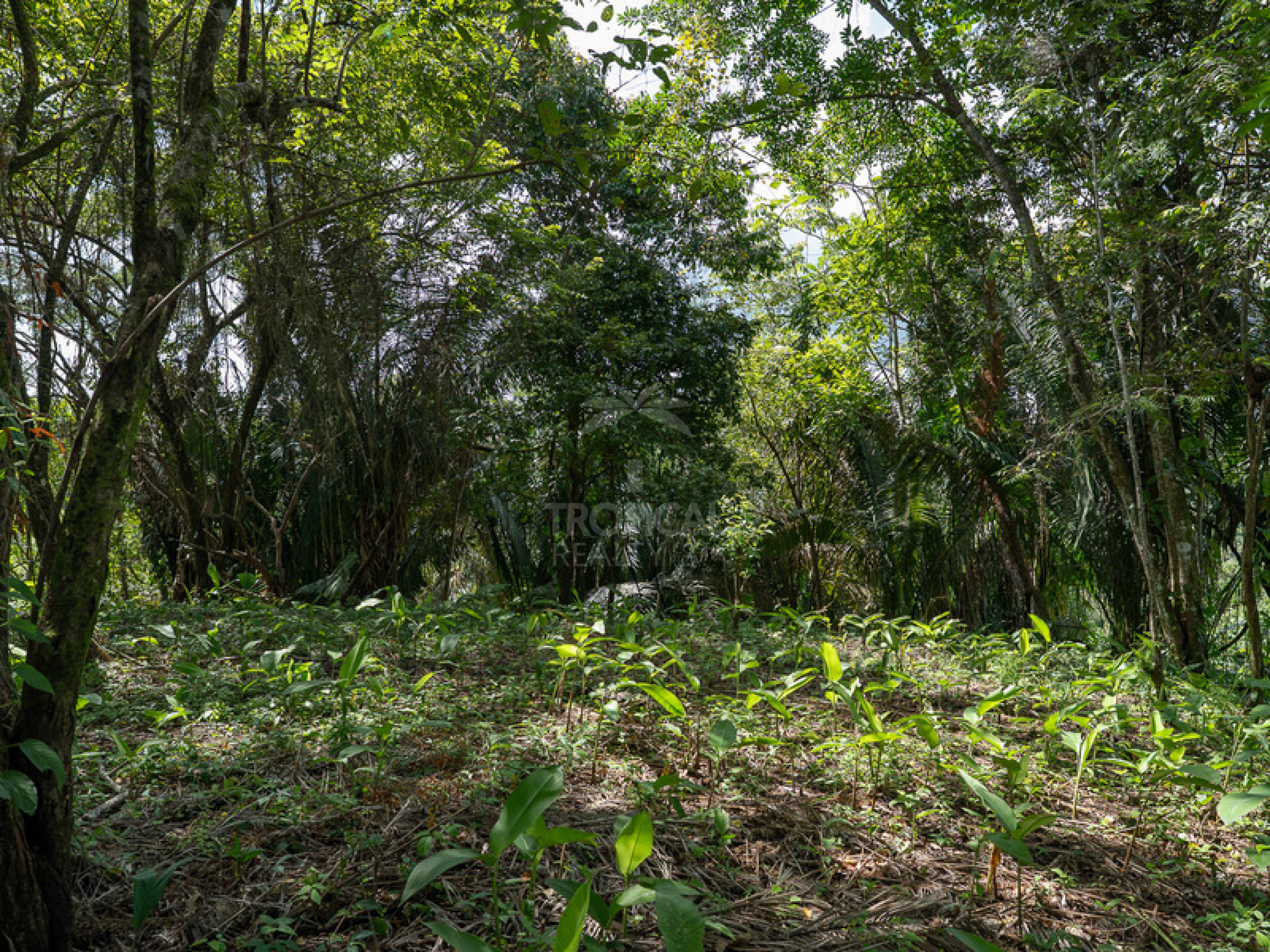 Commercial and Tourism Lot in Cabuya – Visibility, Nature, and Growth Potential