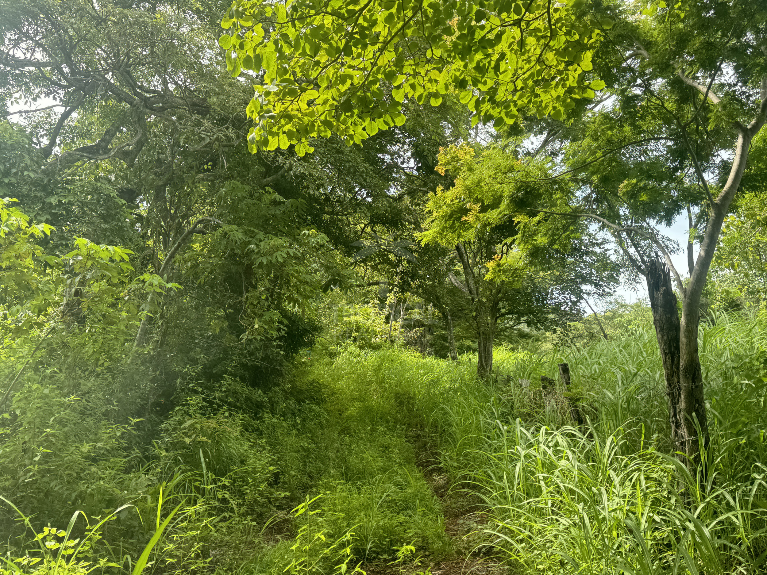 Nuevo Colon 1,24 acres - 5000m2 Estate with Panoramic Ocean Views in Guanacaste