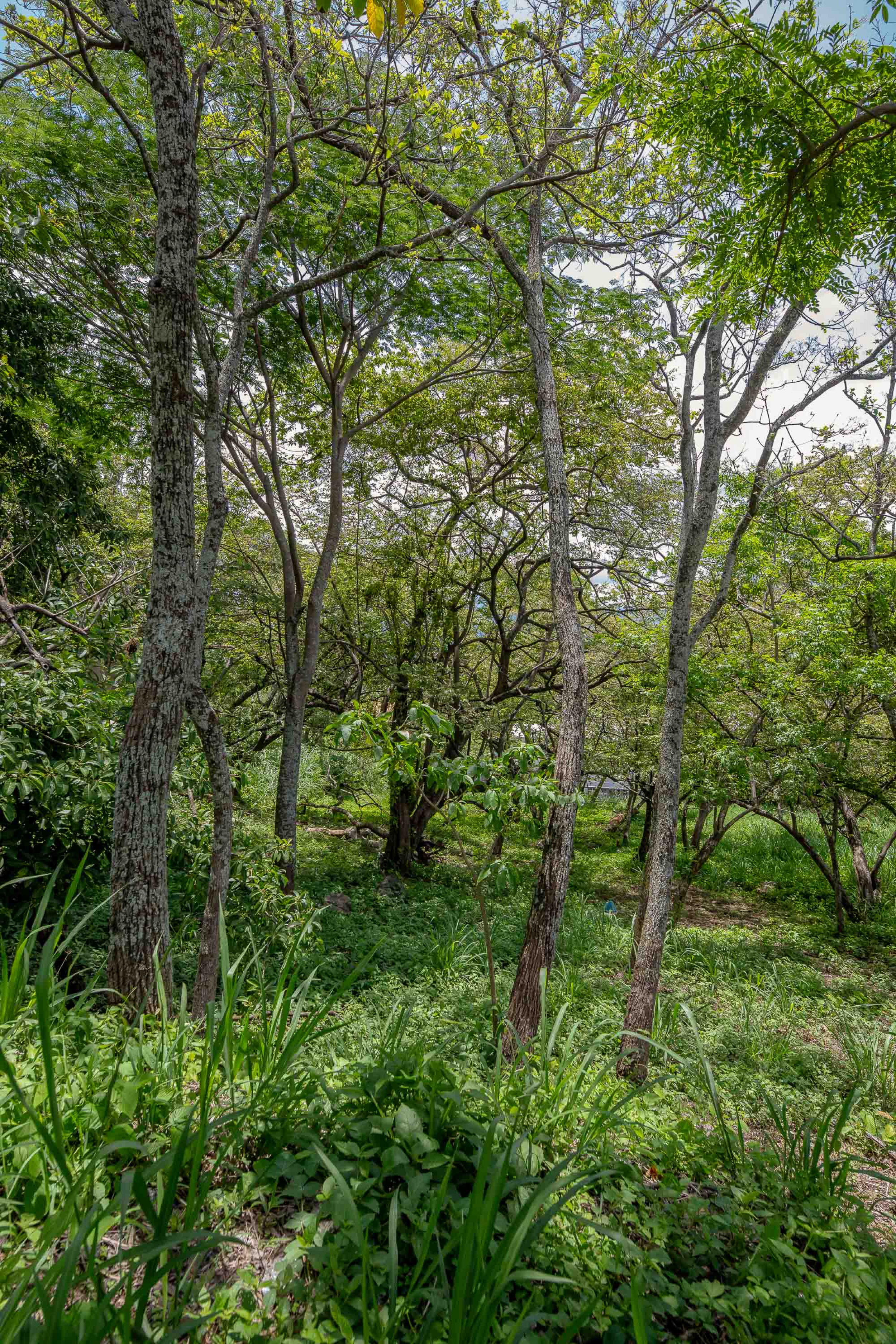 Residential Private Lush Lot in Rio Oro , Santa Ana