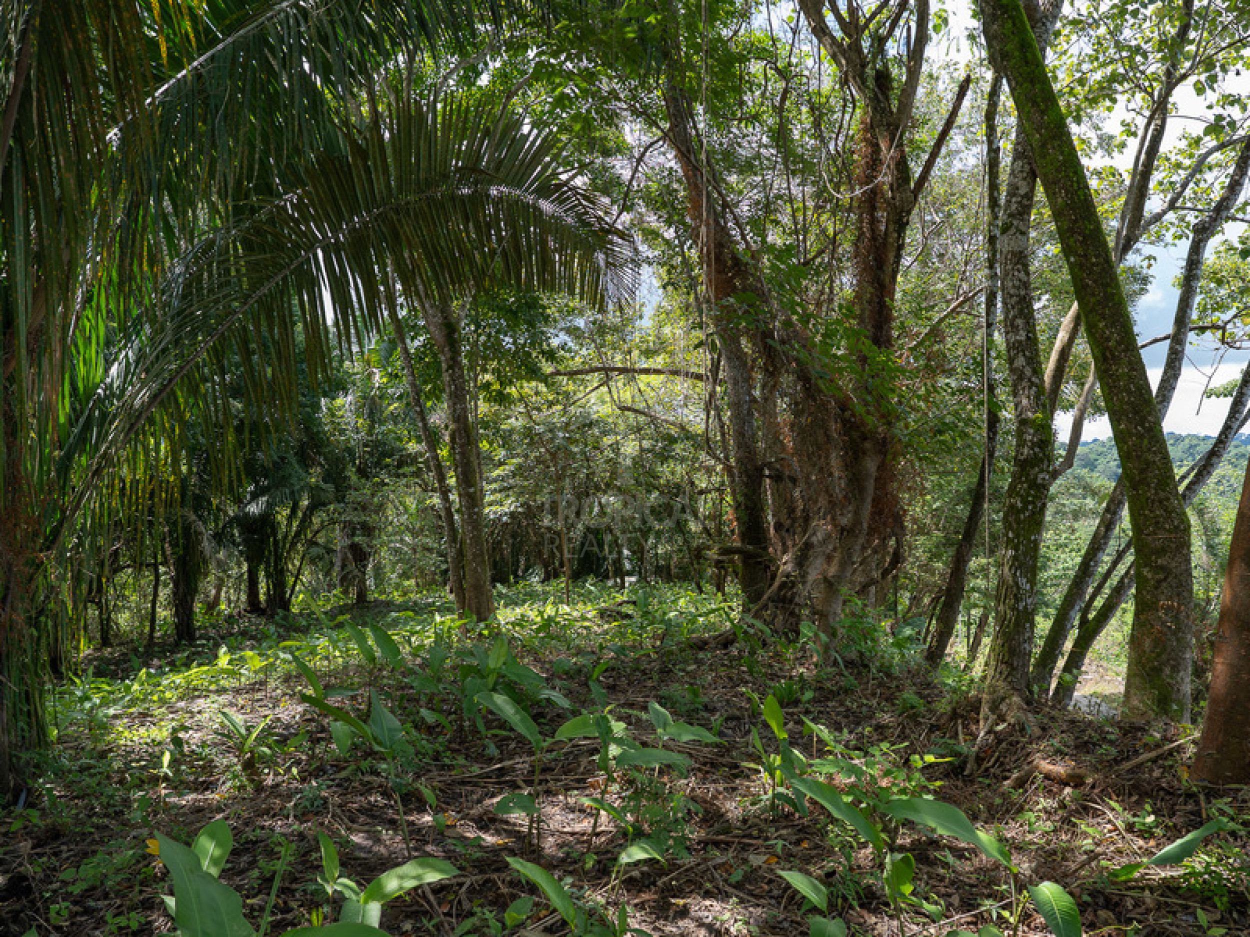 Commercial and Tourism Lot in Cabuya – Visibility, Nature, and Growth Potential