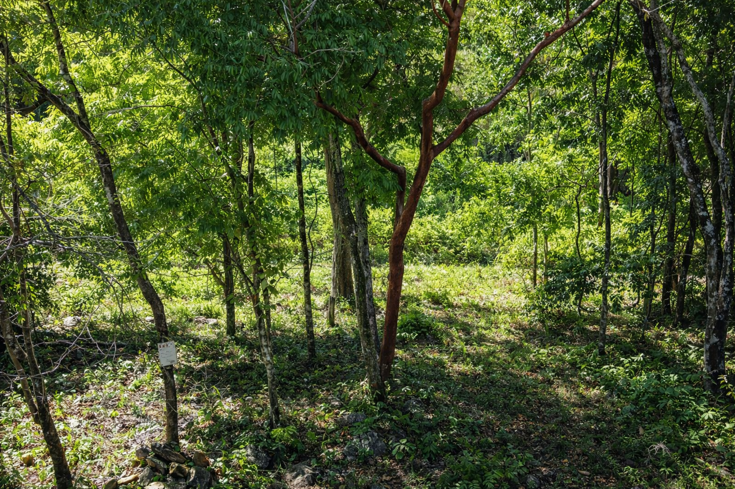 Investment Opportunity in Santa Teresa – Prime Development Potential