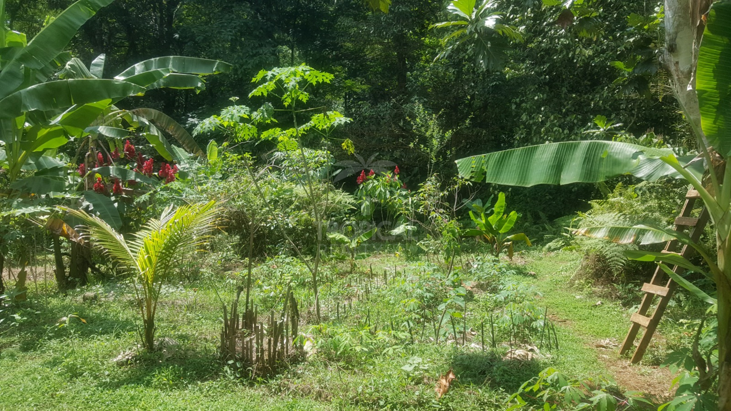 For Sale: Nature Lover’s Paradise in Sarapiquí – 24.7 Acres with Two Rivers | Bijagual, Heredia
