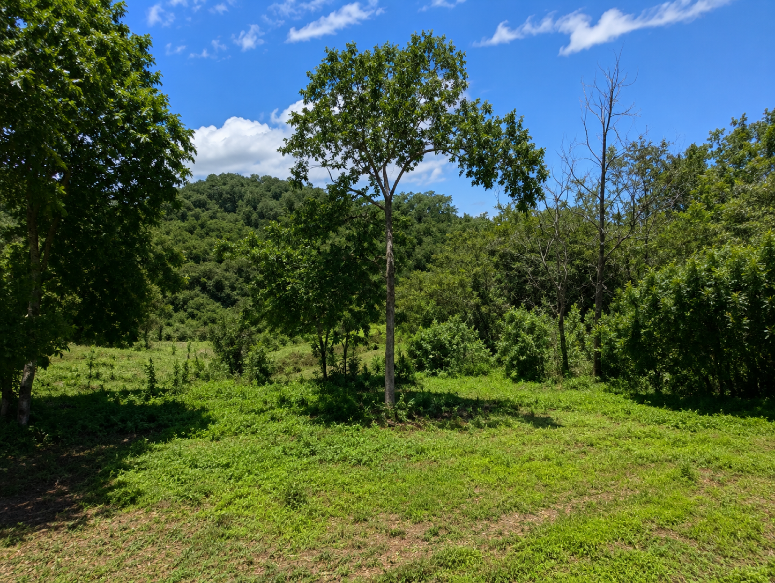 Exclusive Land for Sale in Las Delicias, Cóbano | 15,046 m² Surrounded by Nature and Protected Forest