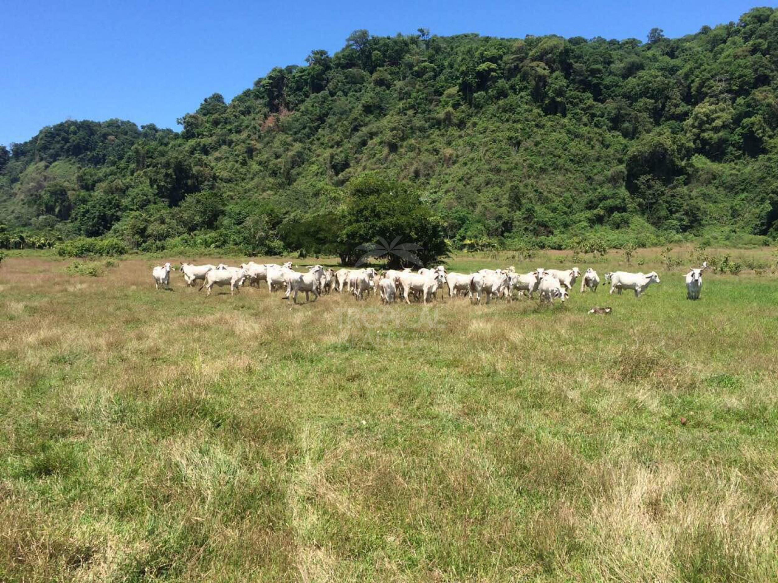 Island for Sale in Sierpe, Osa – 259 Hectares of Nature, Beaches & Development Potential