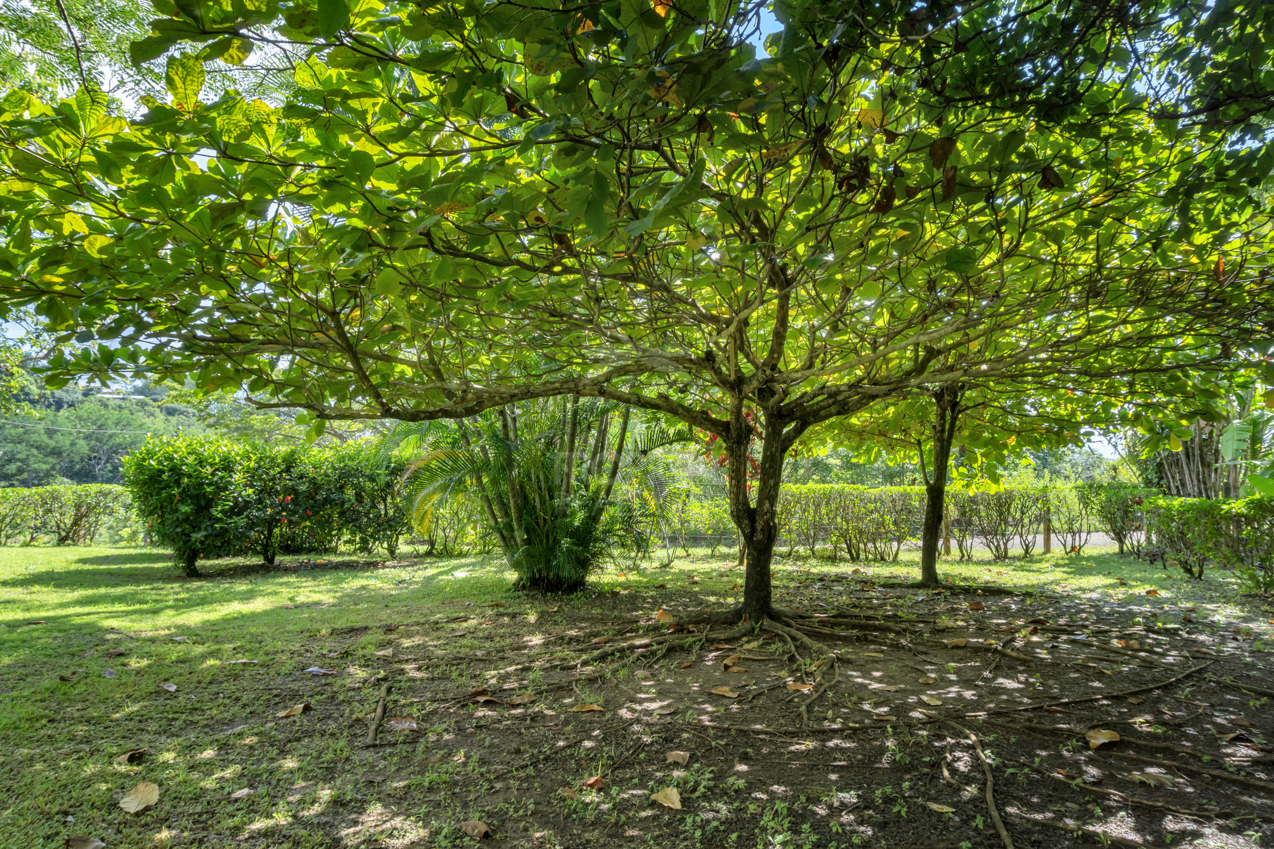 Modern Jungle Villa in Las Delicias – Santa Teresa