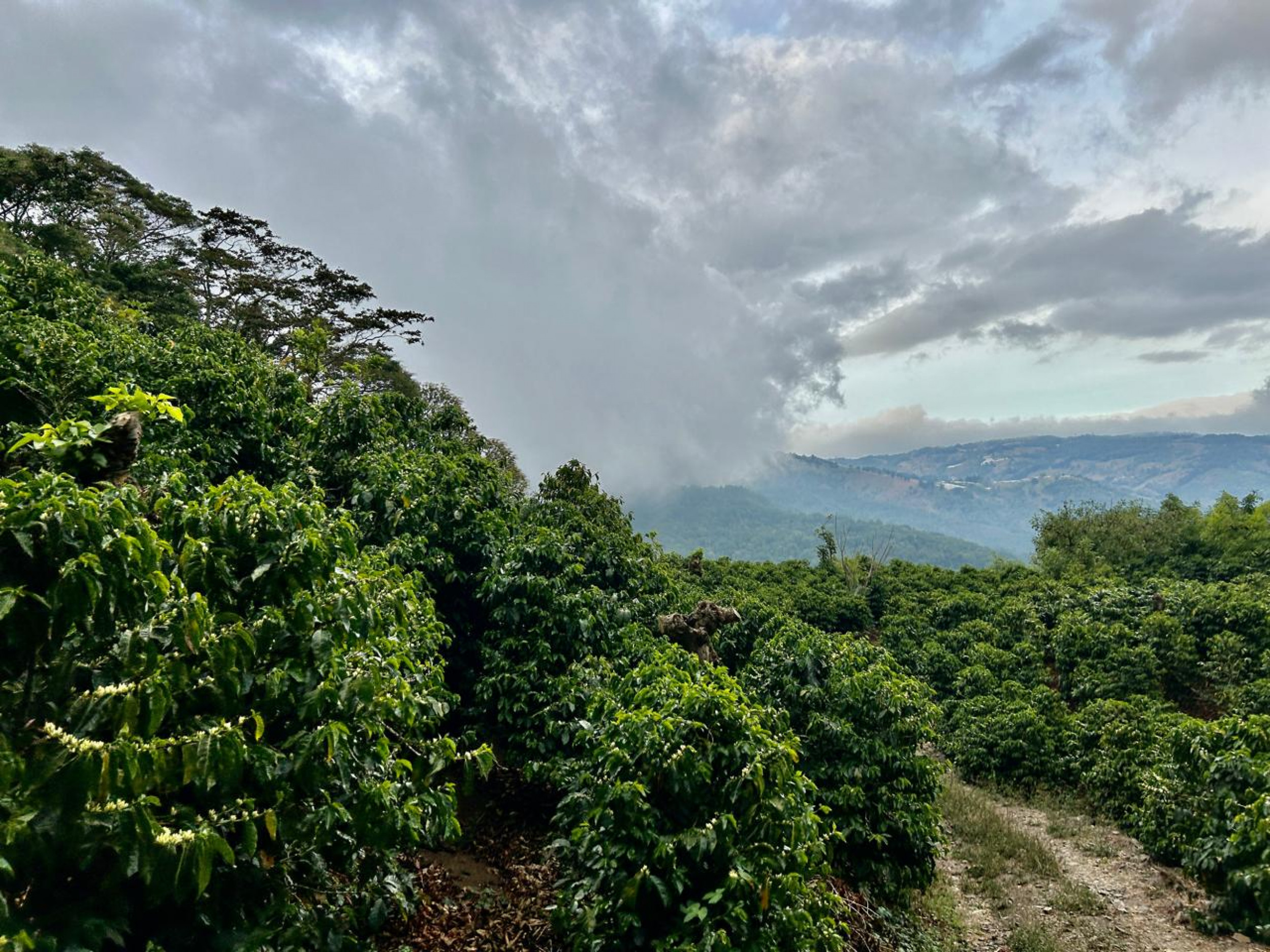Coffe farm for Sale in Copey de Dota